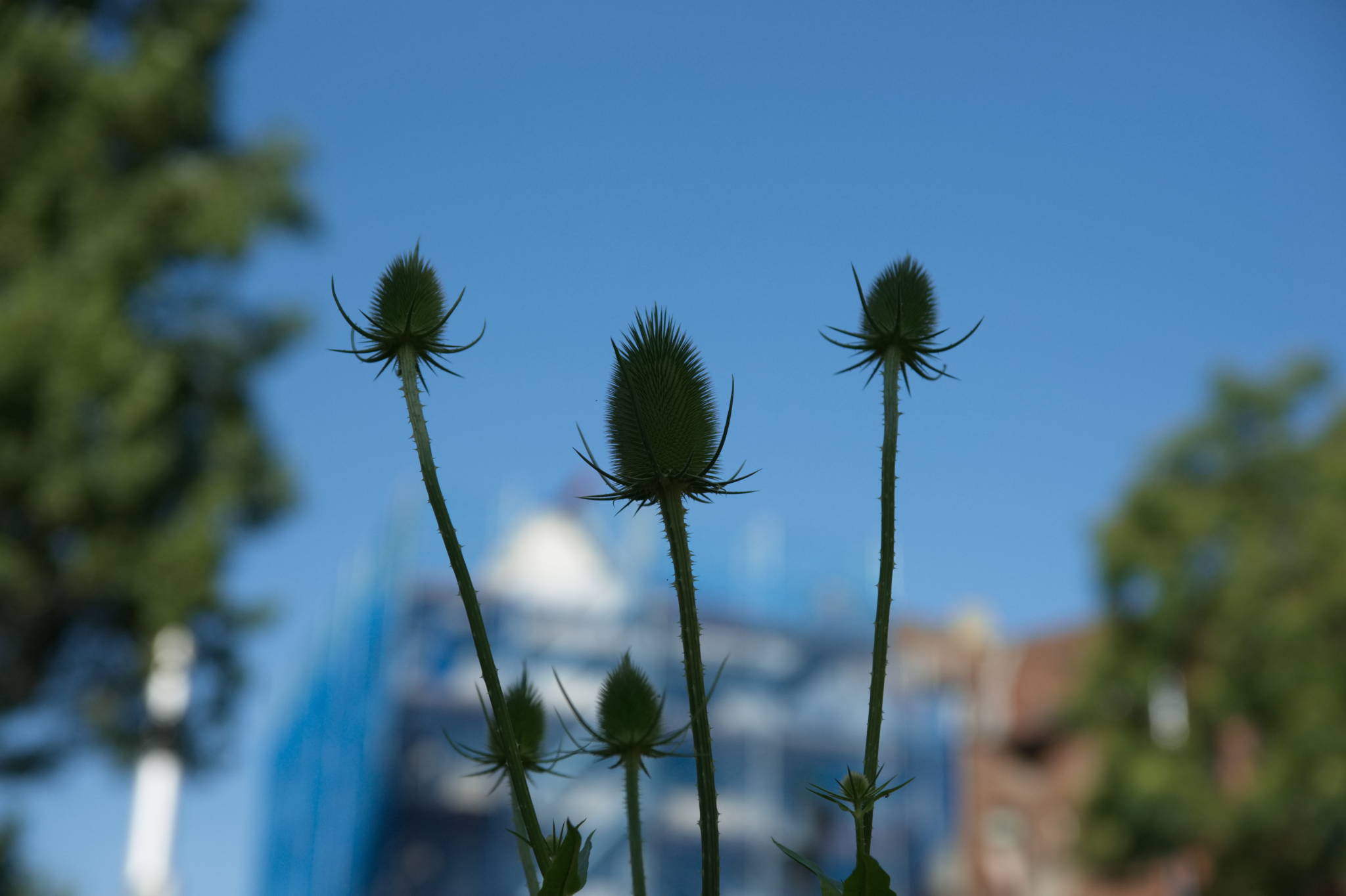 20230708 Urbane PK 004