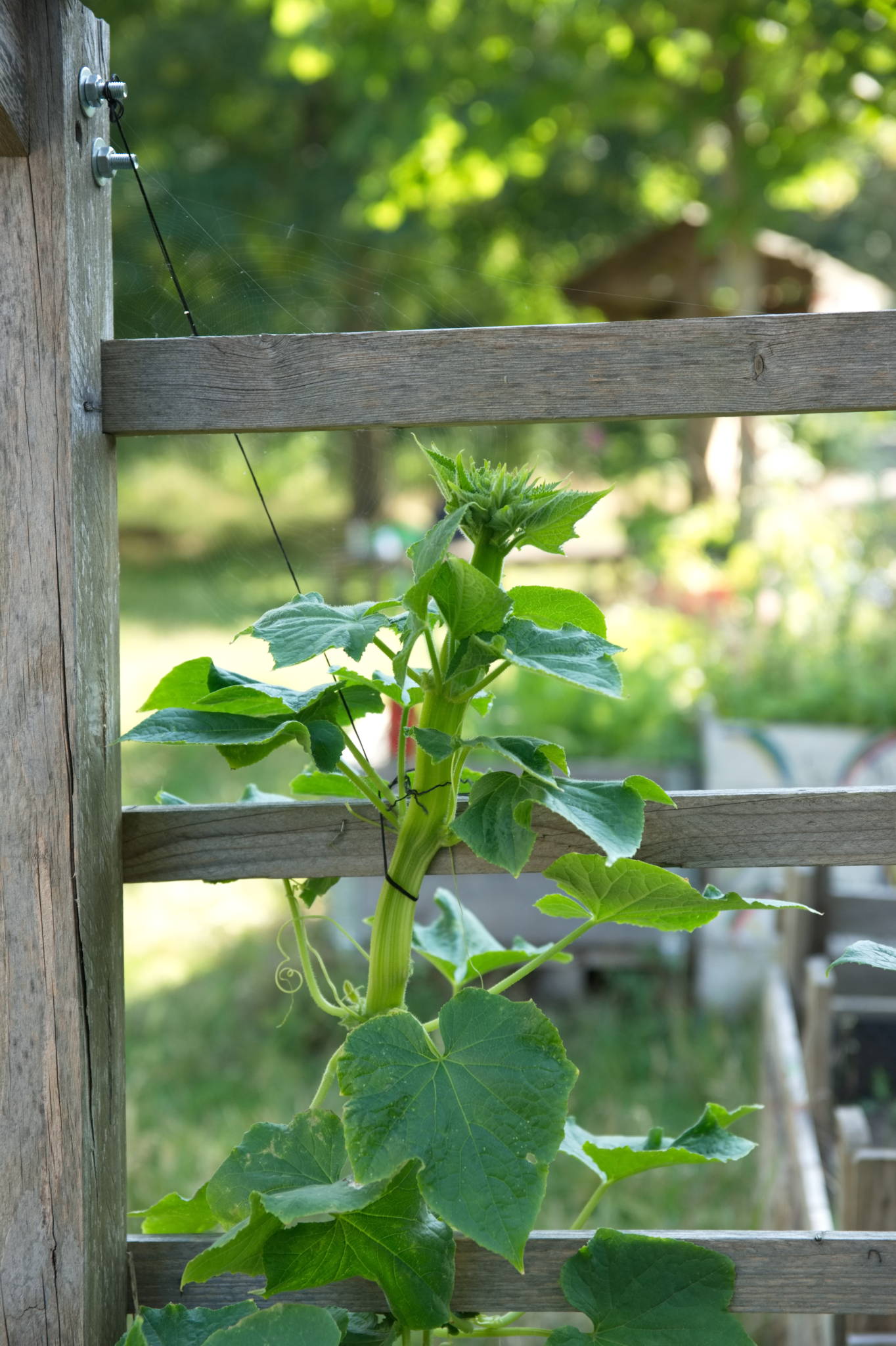 20230708 Urbane PK 008