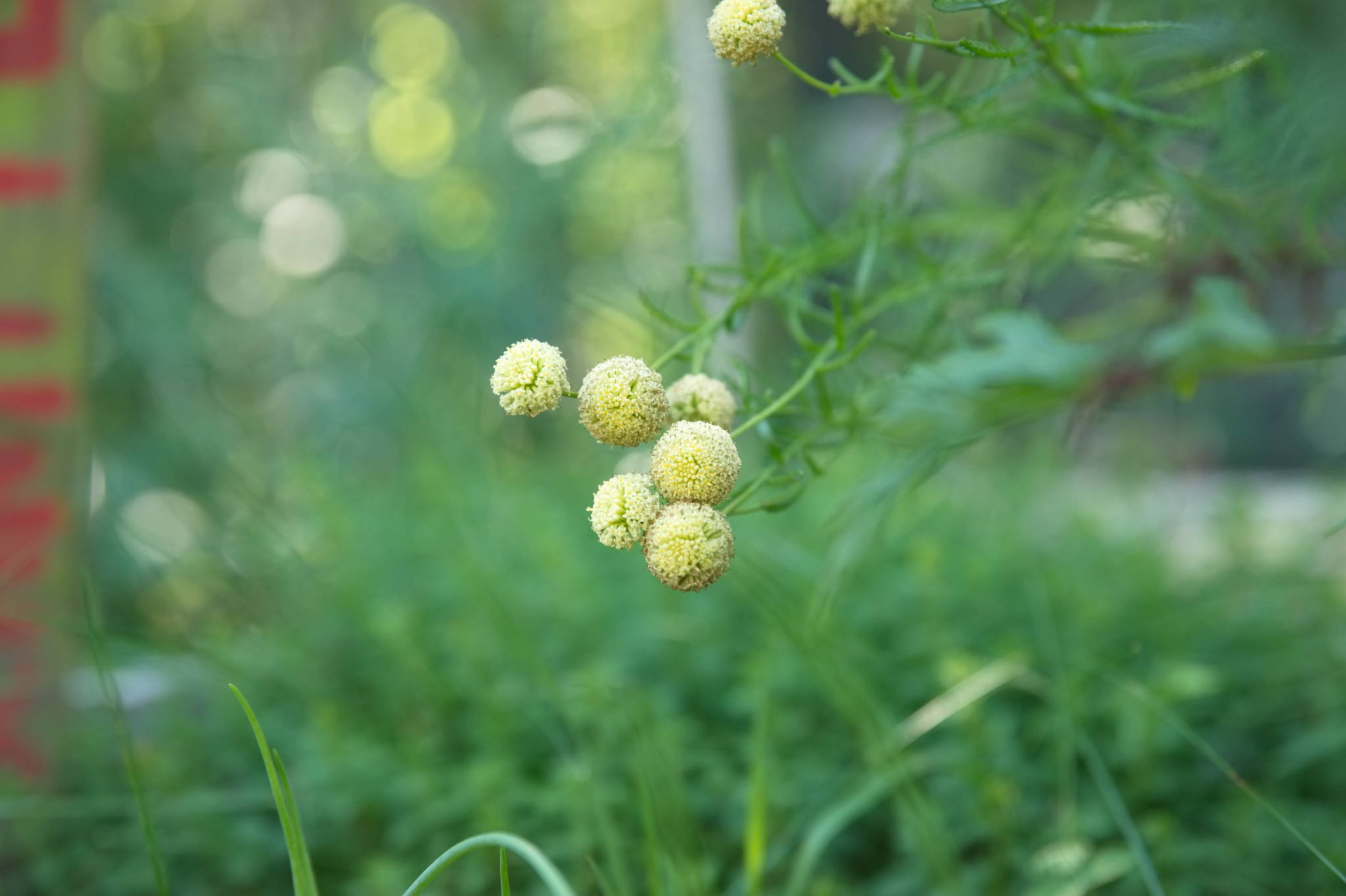 20230708 Urbane PK 009