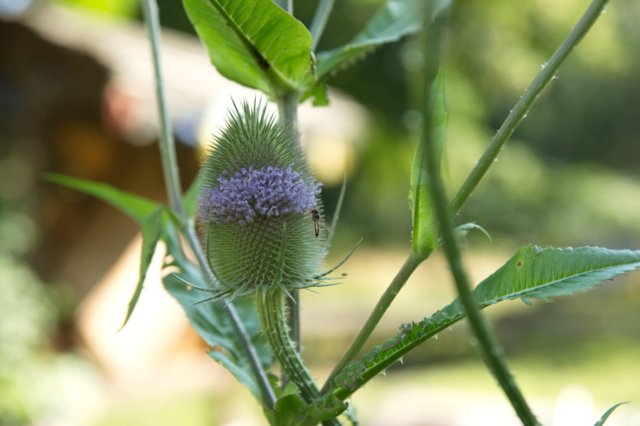 20230708 Urbane PK 014