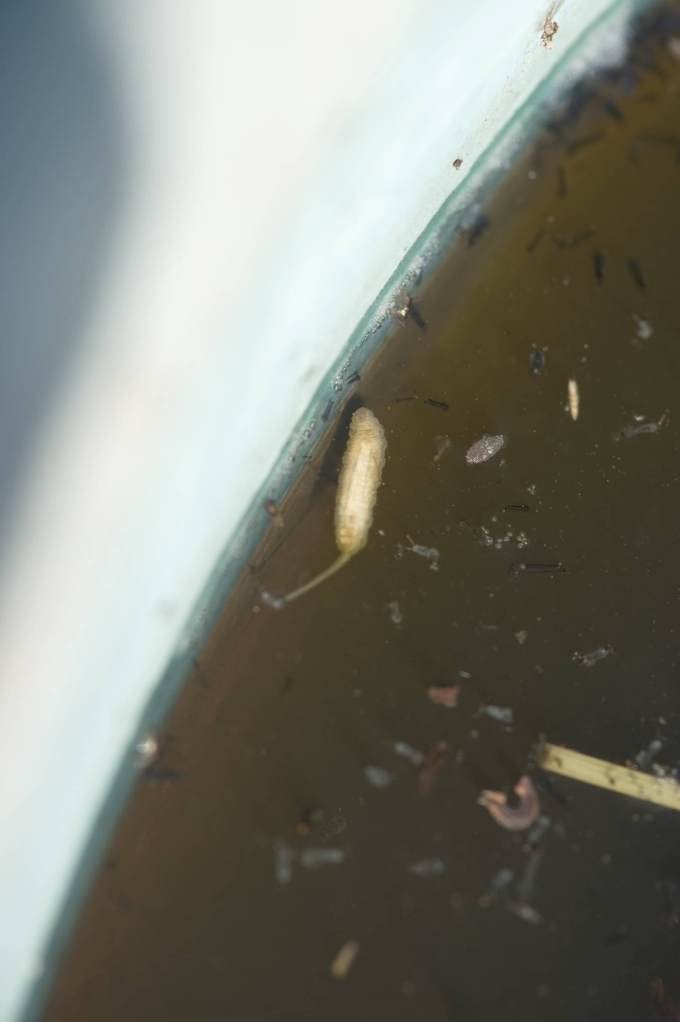 20230707 Urbane PK 004