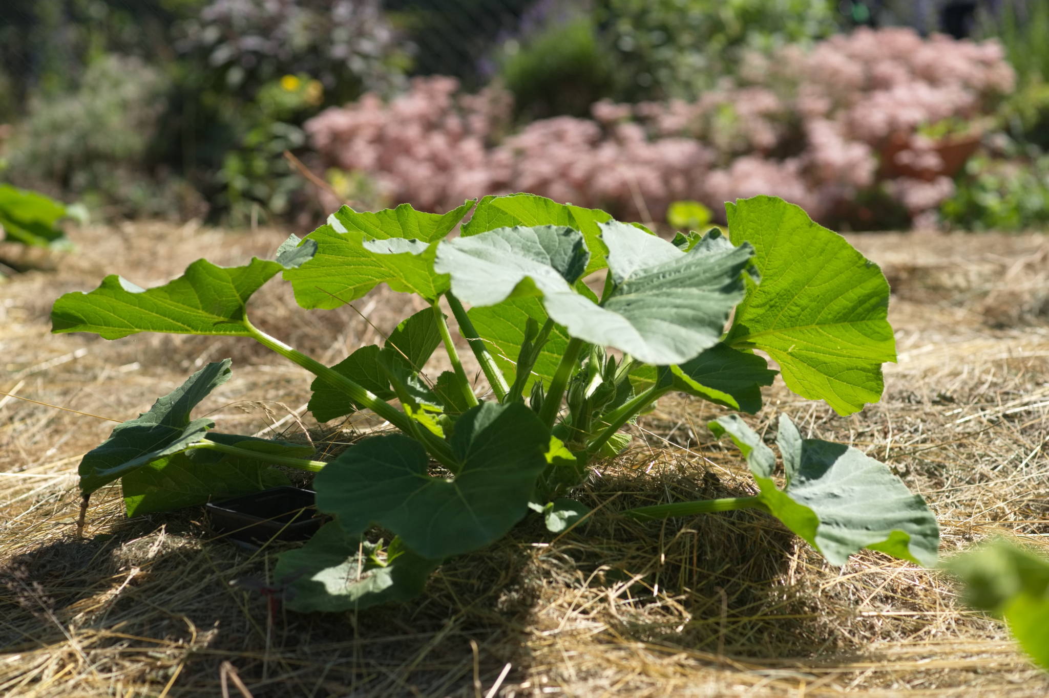 20230707 Urbane PK 006