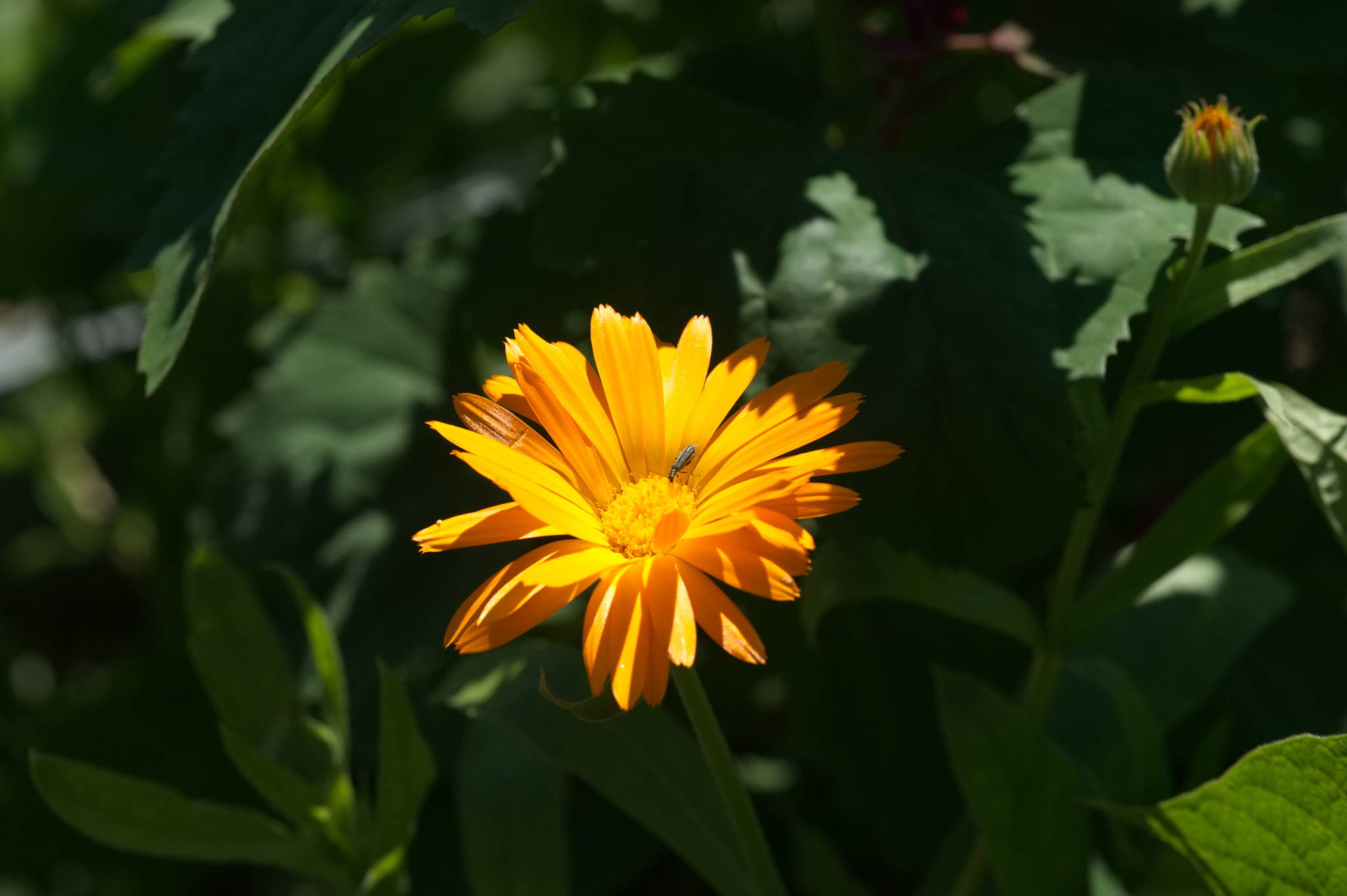 20230707 Urbane PK 008