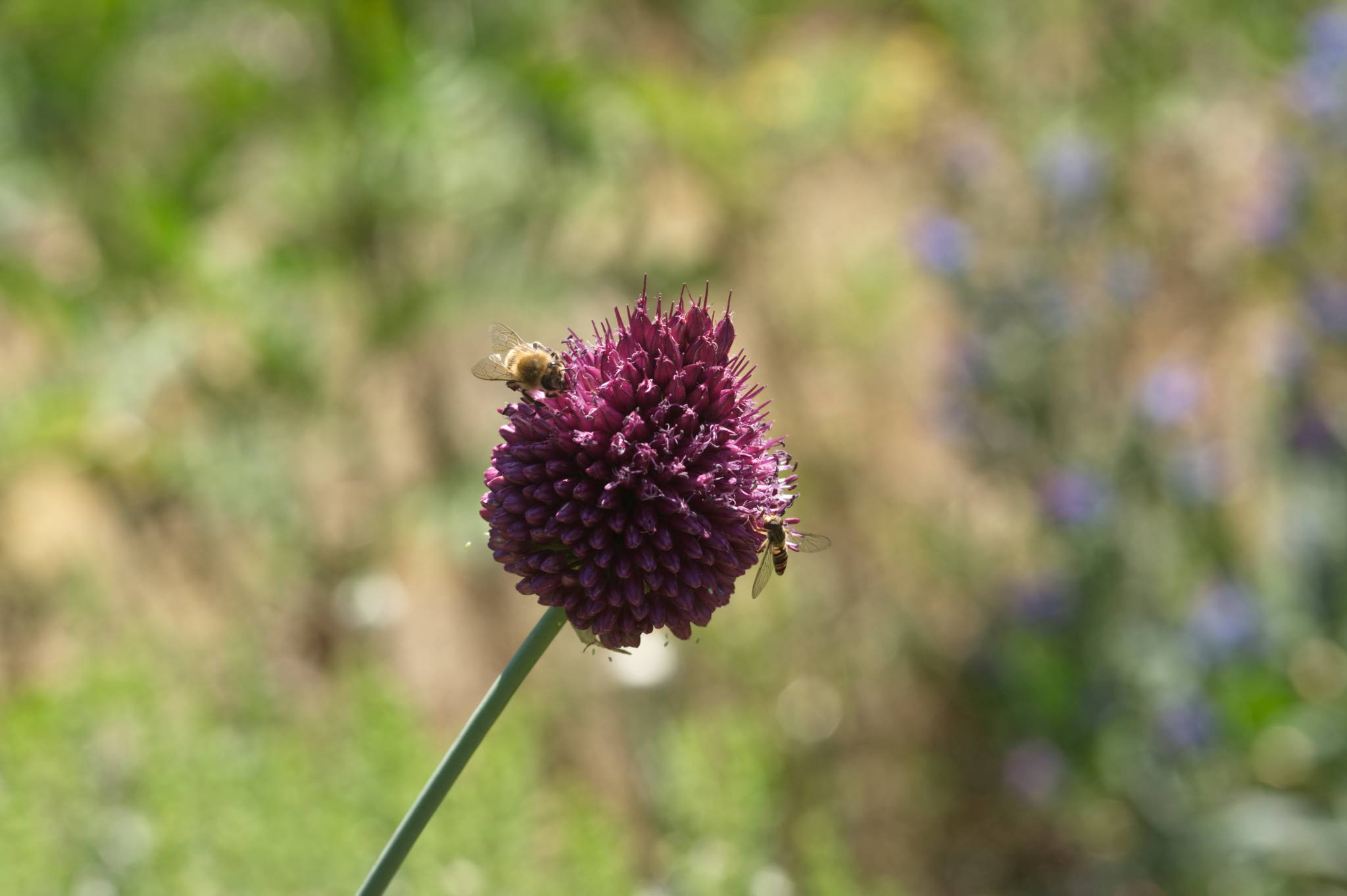 20230707 Urbane PK 009