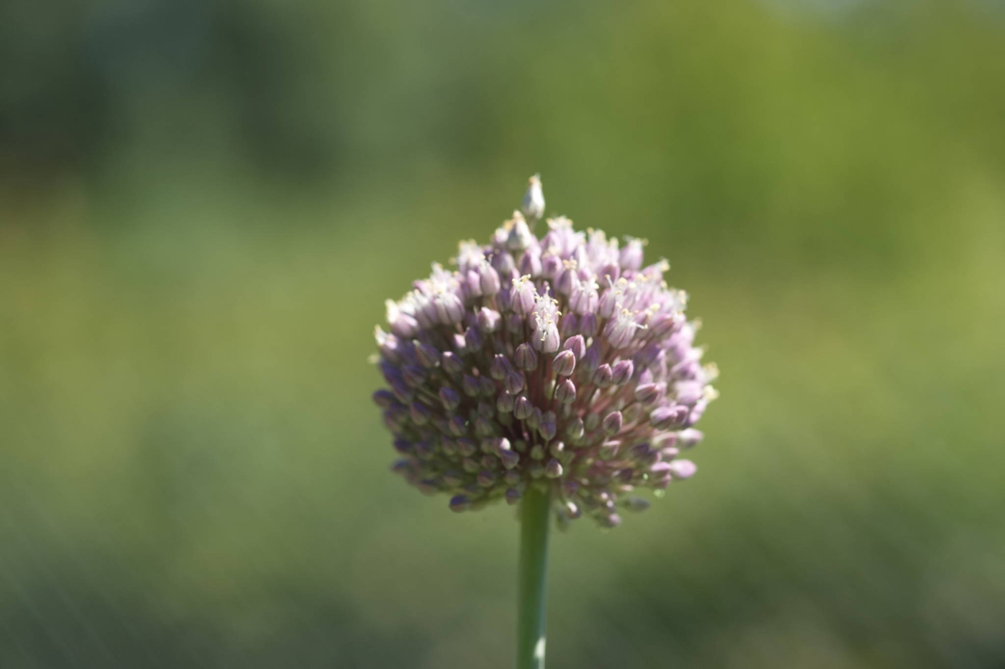 20230707 Urbane PK 012