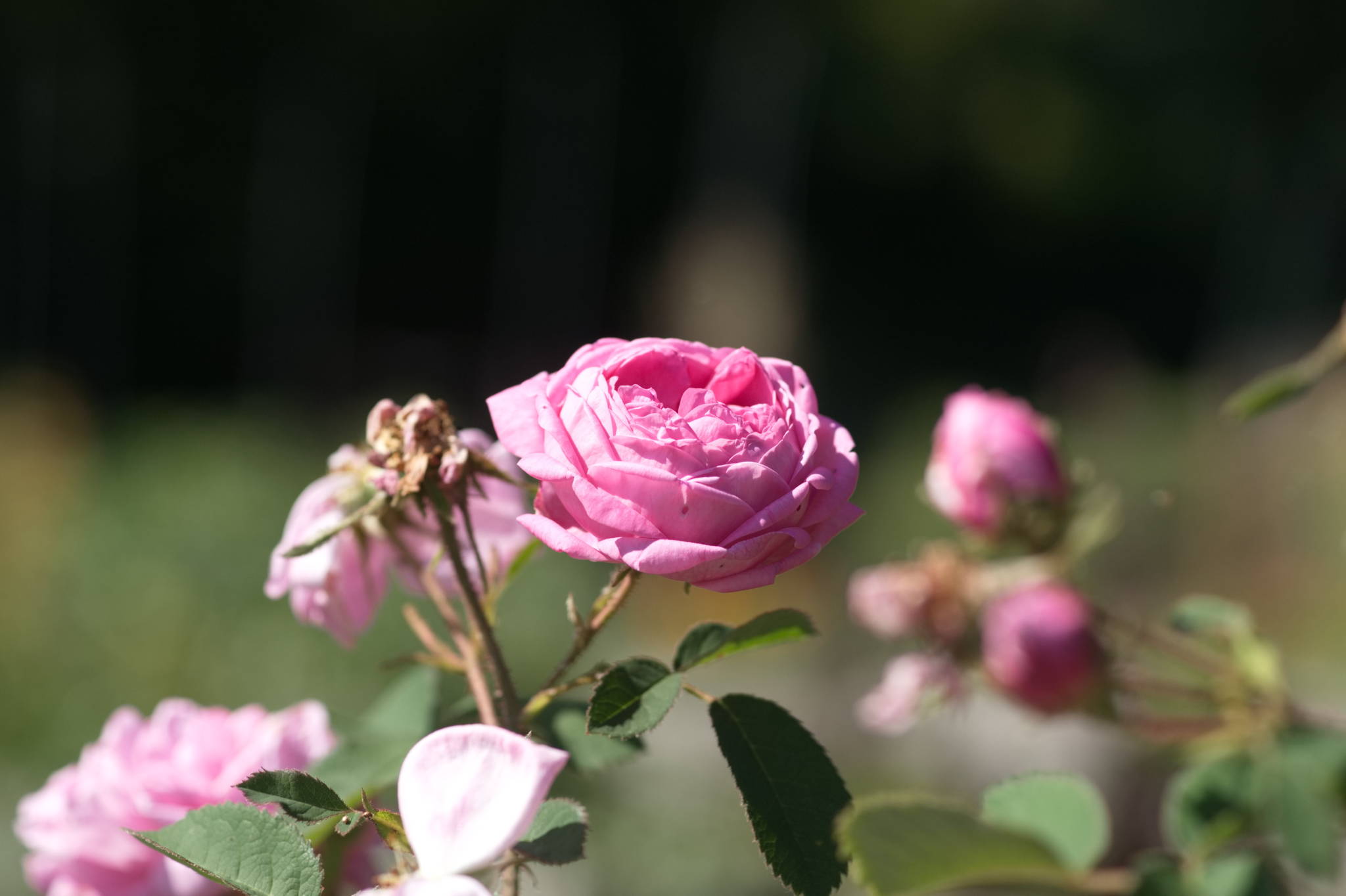 20230707 Urbane PK 015