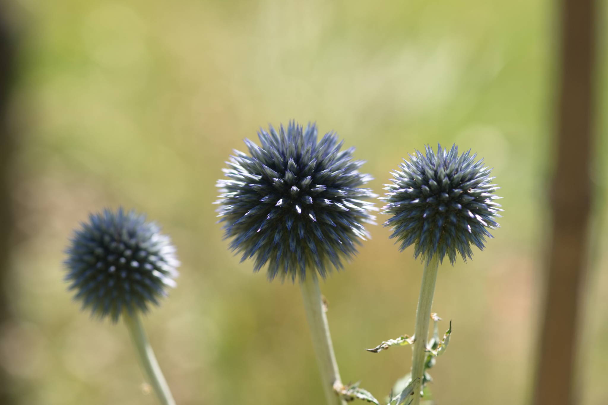 20230707 Urbane PK 017