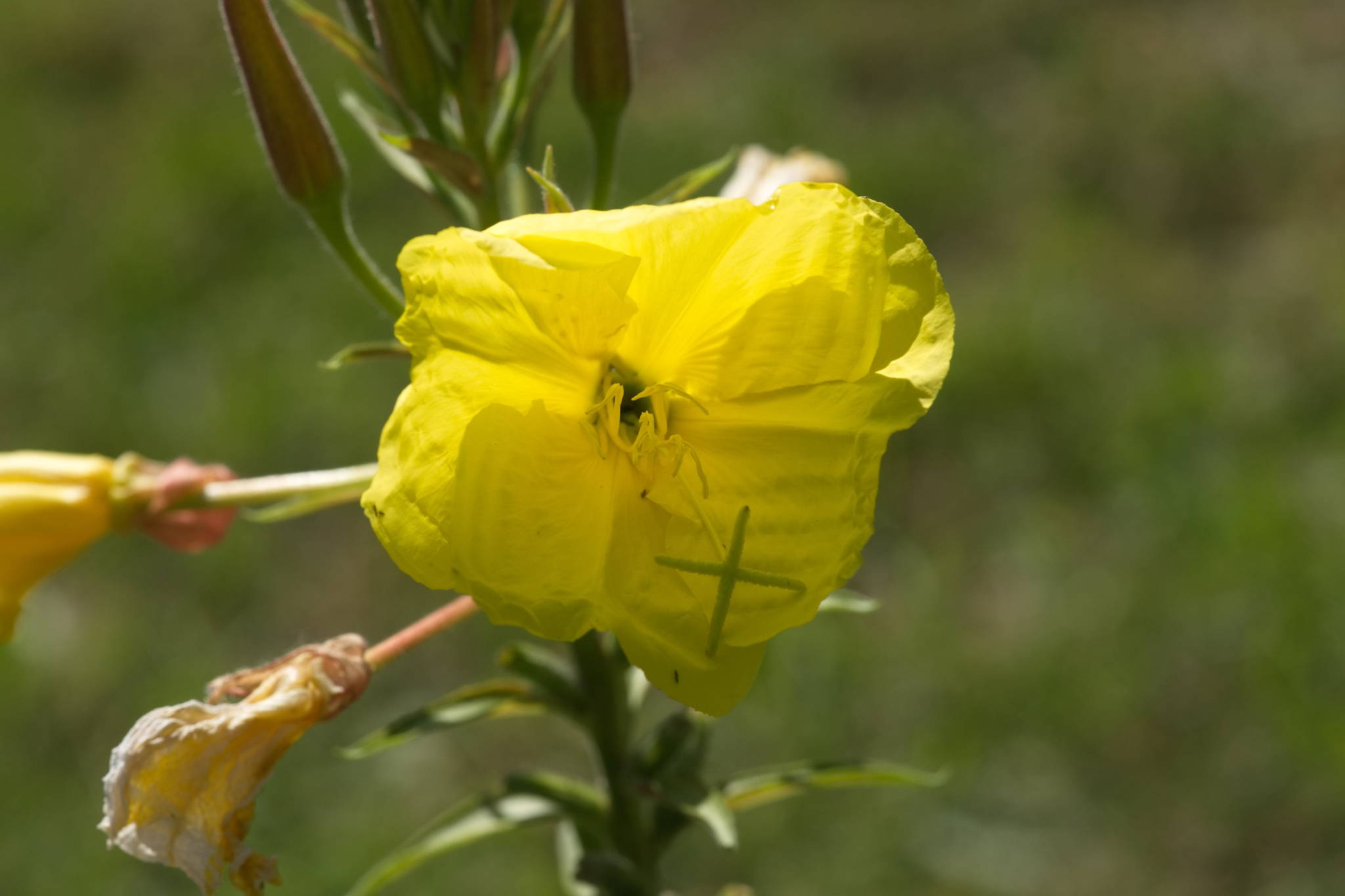 20230707 Urbane PK 018