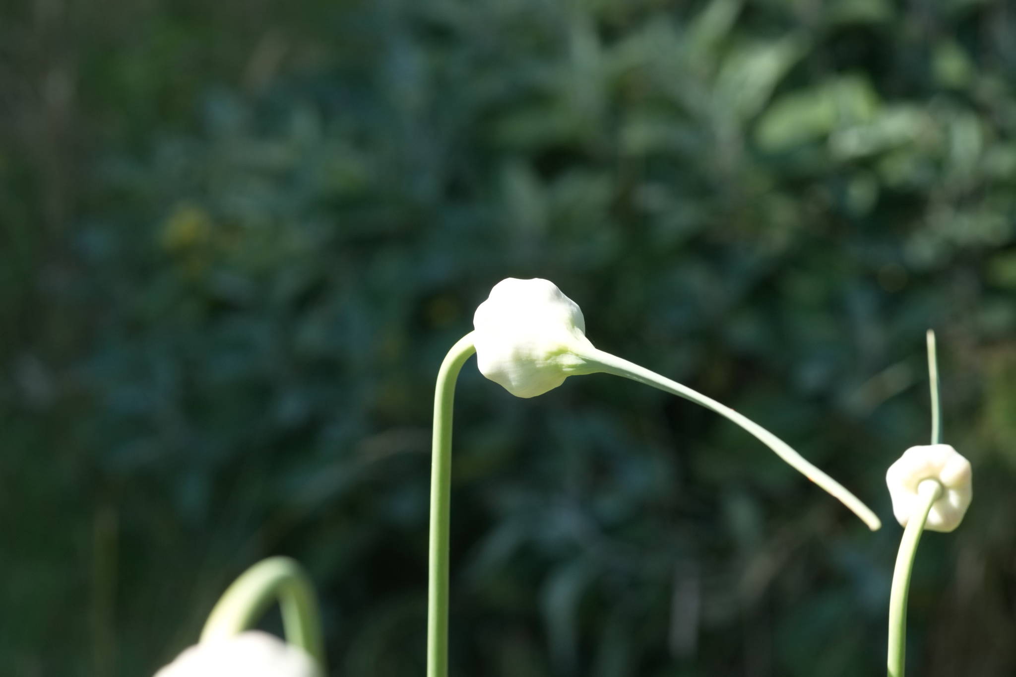 20230707 Urbane PK 019