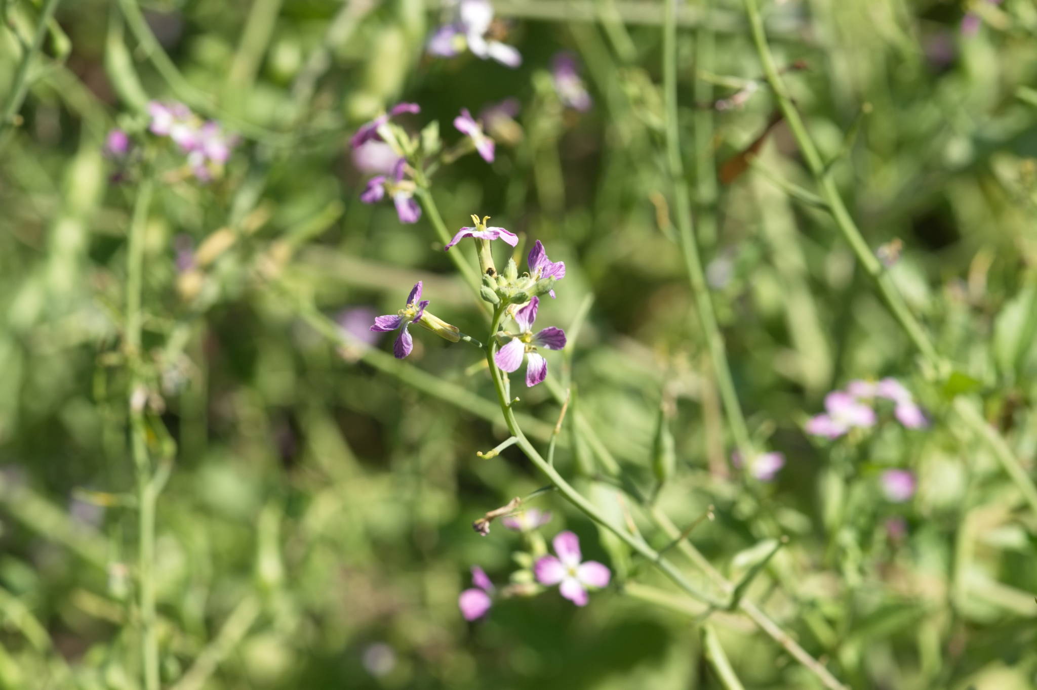 20230707 Urbane PK 020