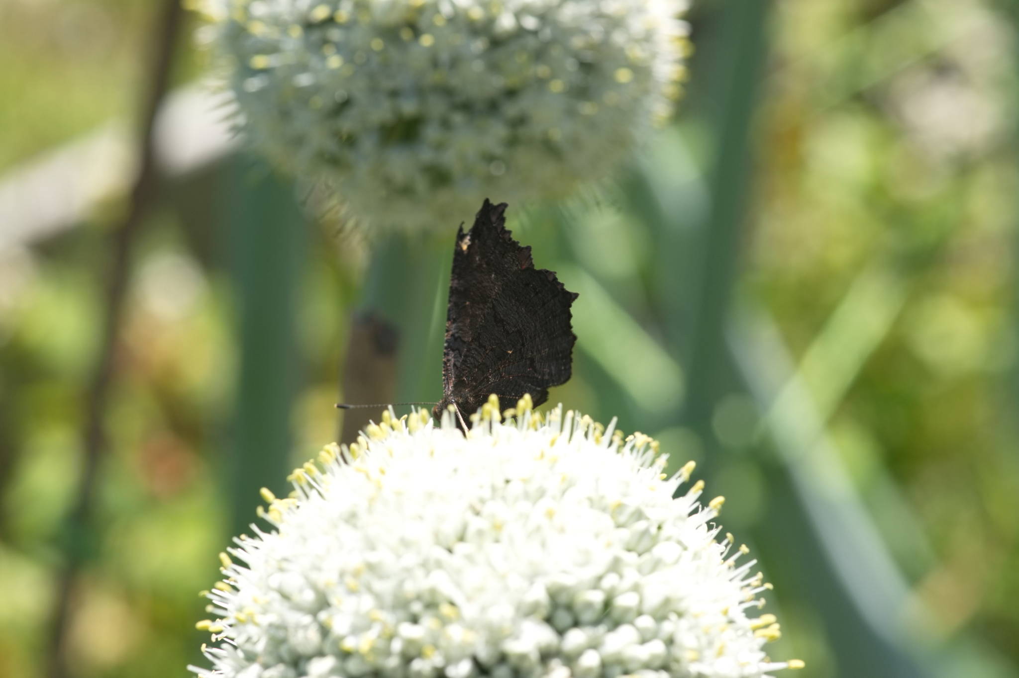 20230707 Urbane PK 026