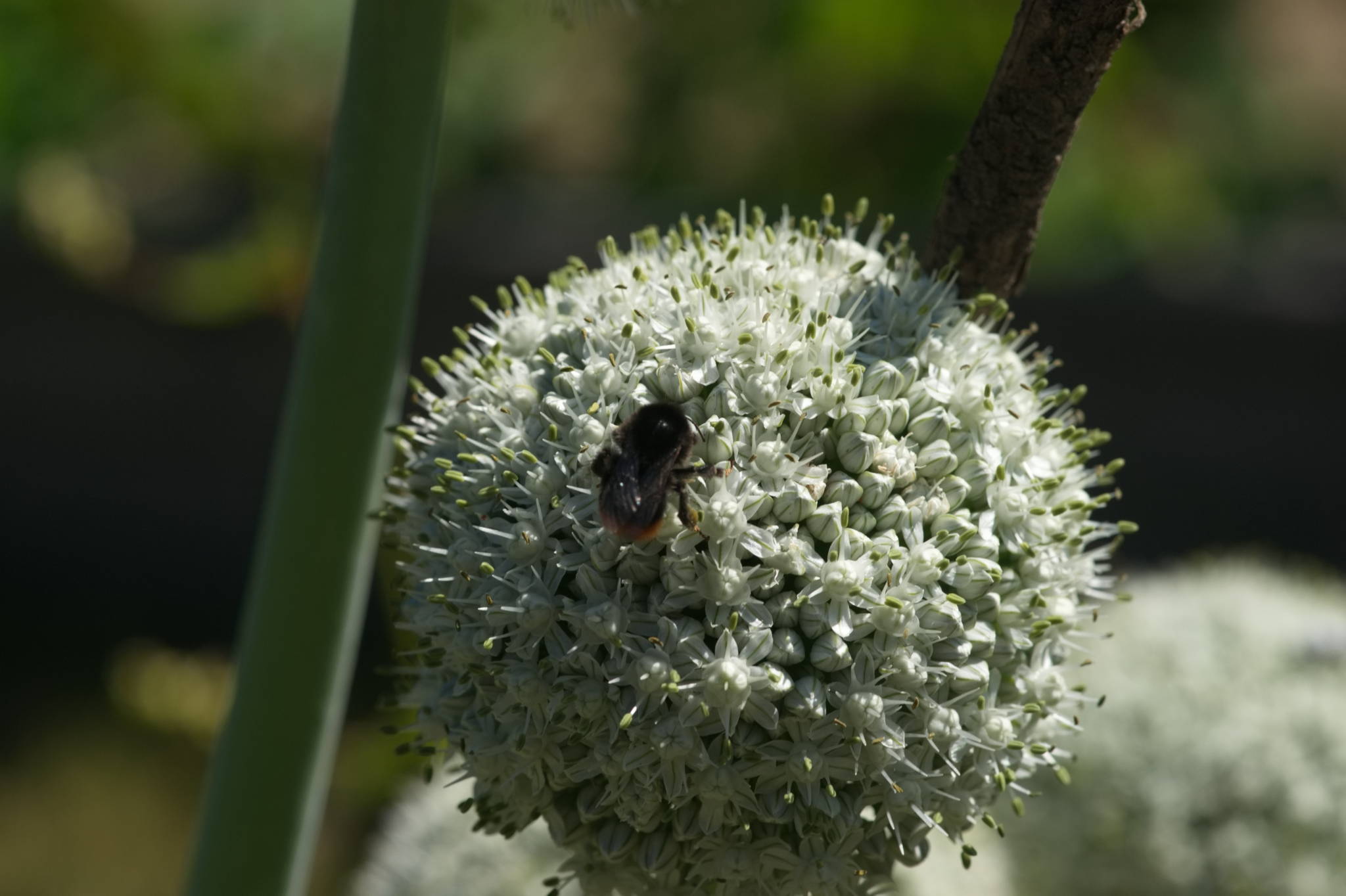 20230707 Urbane PK 031