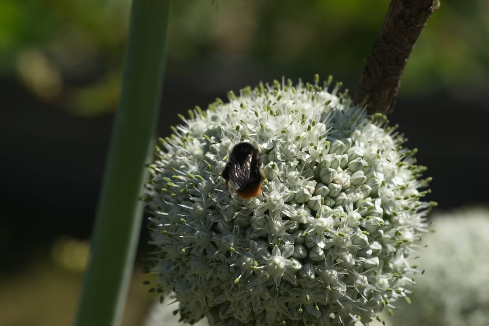 20230707 Urbane PK 032