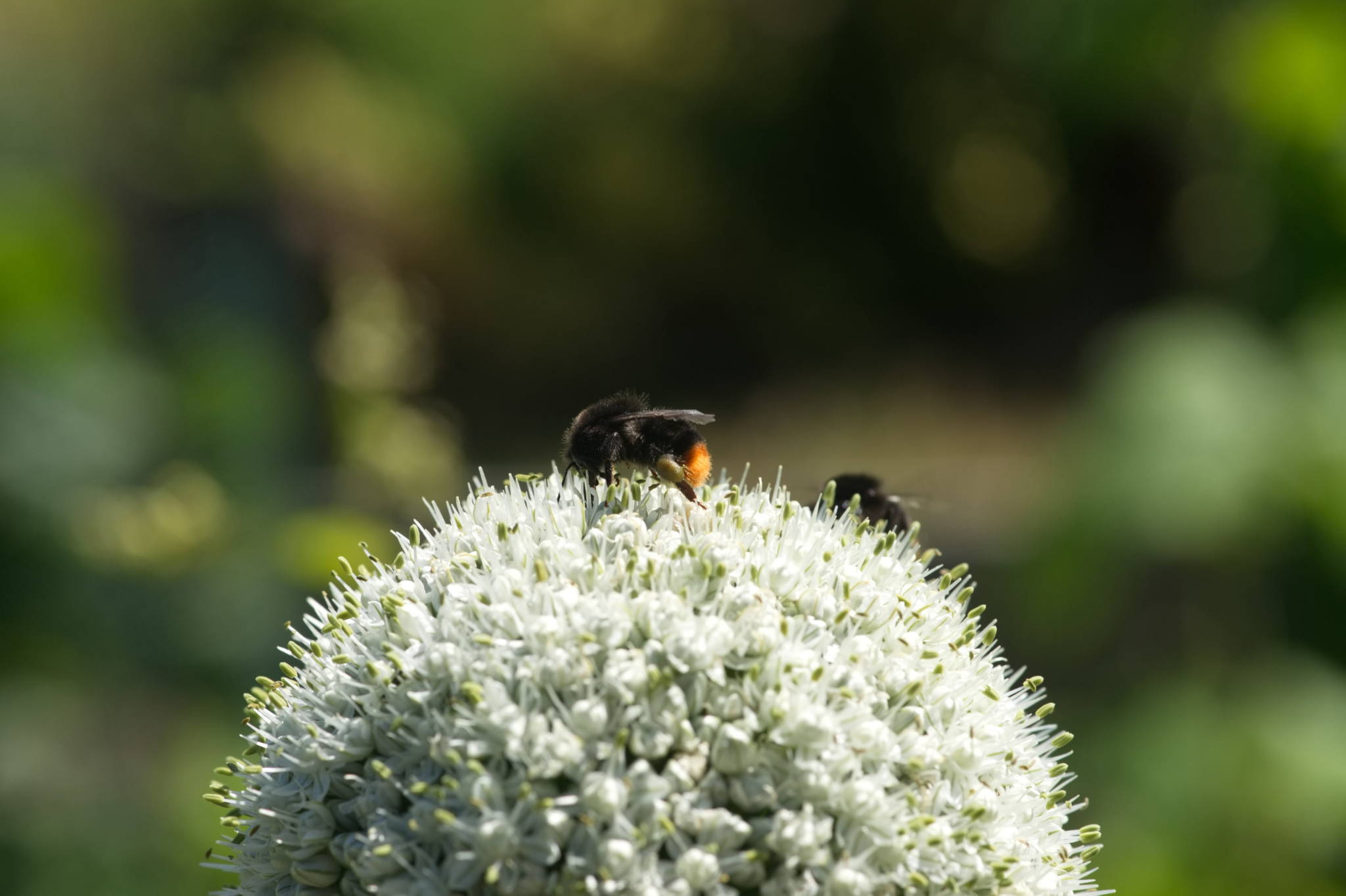 20230707 Urbane PK 035