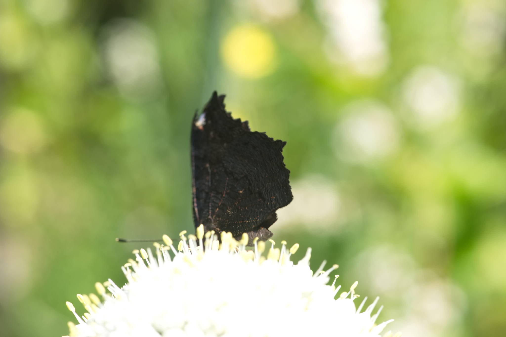 20230707 Urbane PK 037