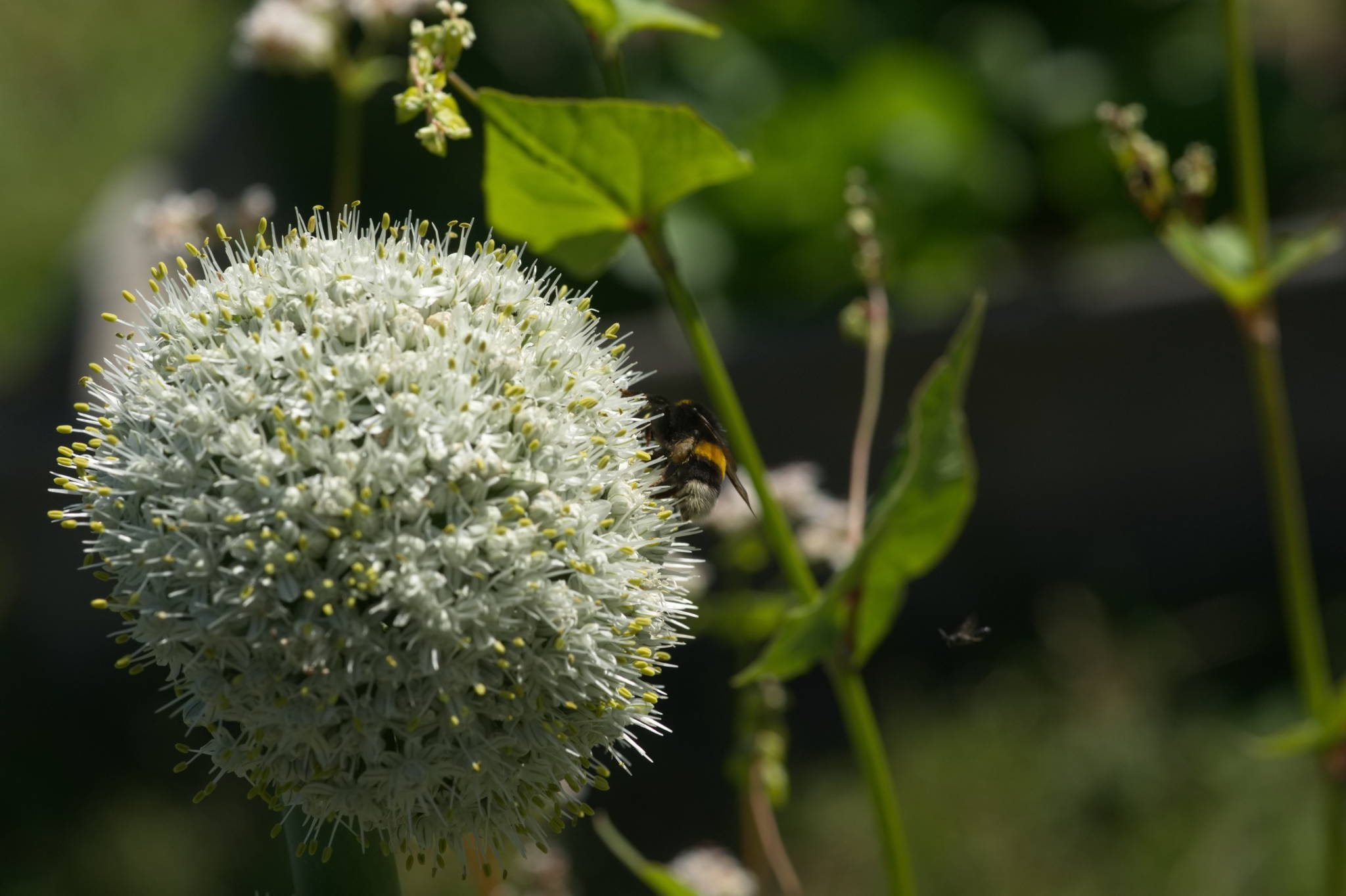 20230707 Urbane PK 040