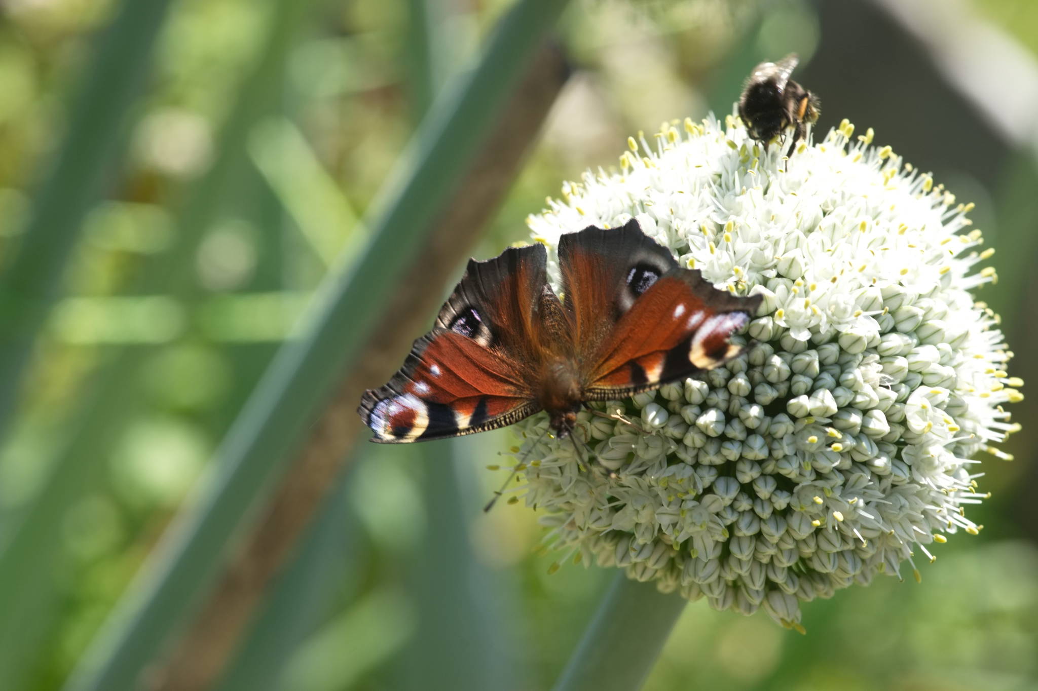 20230707 Urbane PK 042