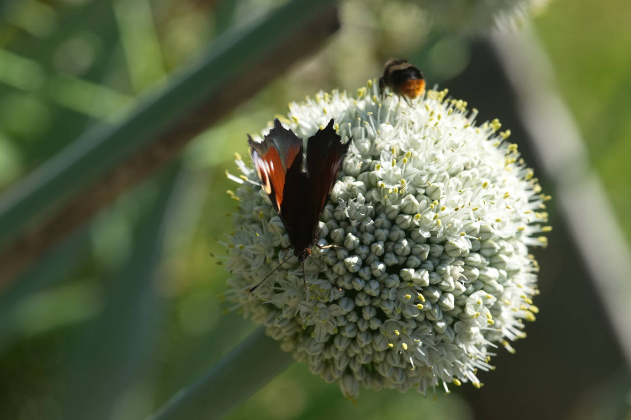 20230707 Urbane PK 044