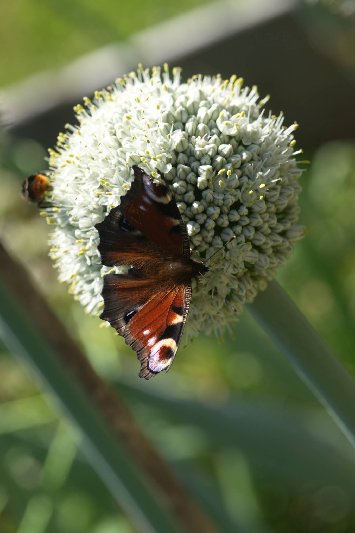 20230707 Urbane PK 045