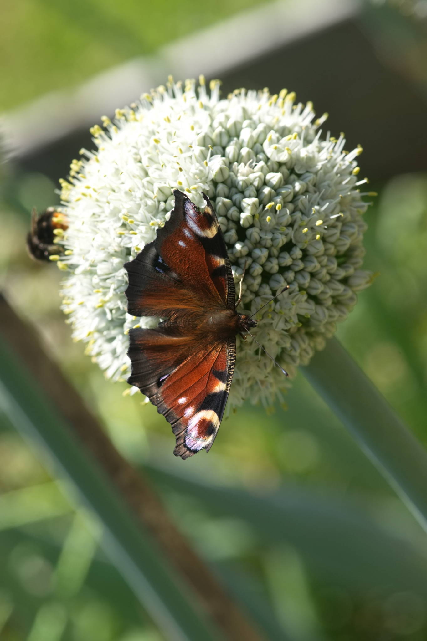 20230707 Urbane PK 046