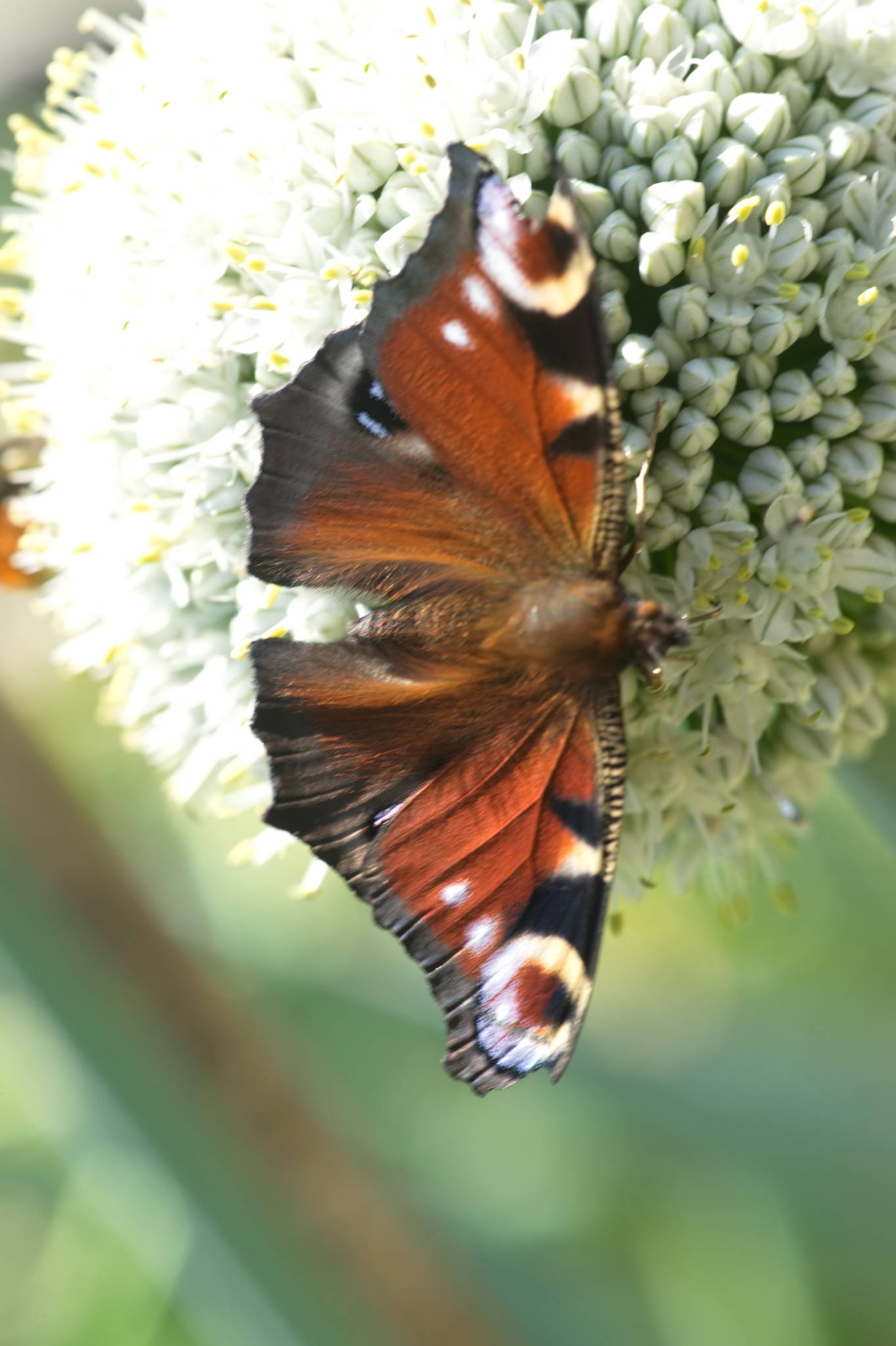 20230707 Urbane PK 047