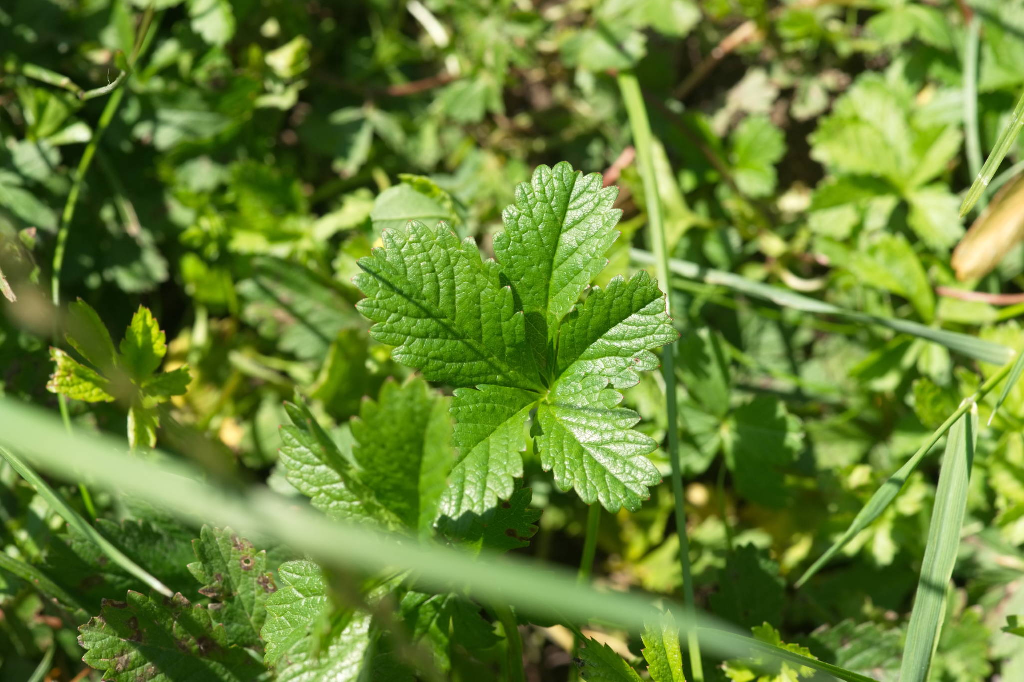 20230707 Urbane PK 049