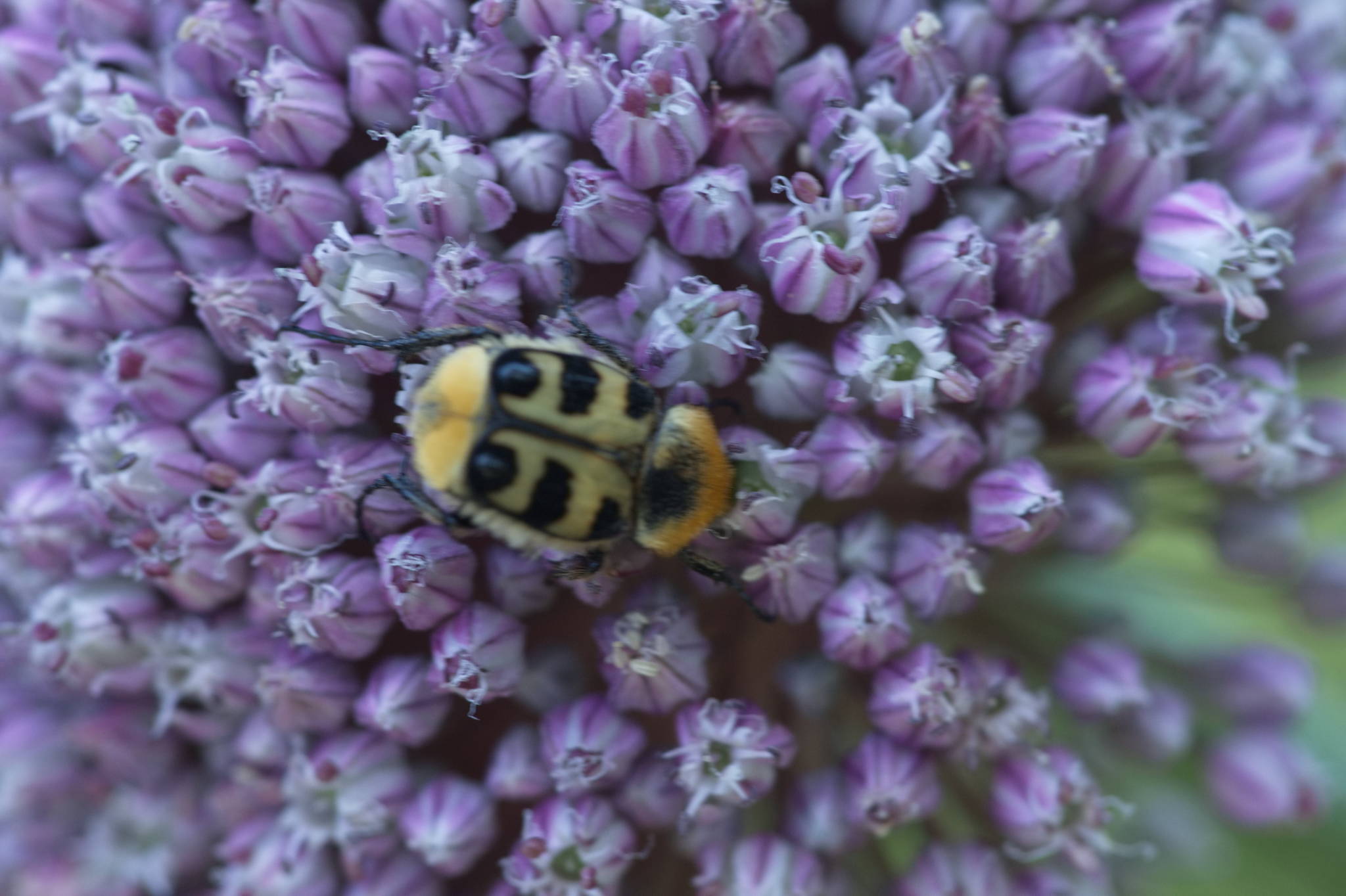 20230707 Urbane PK 065