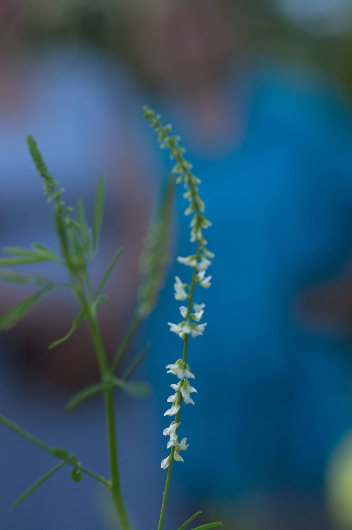 20230707 Urbane PK 071