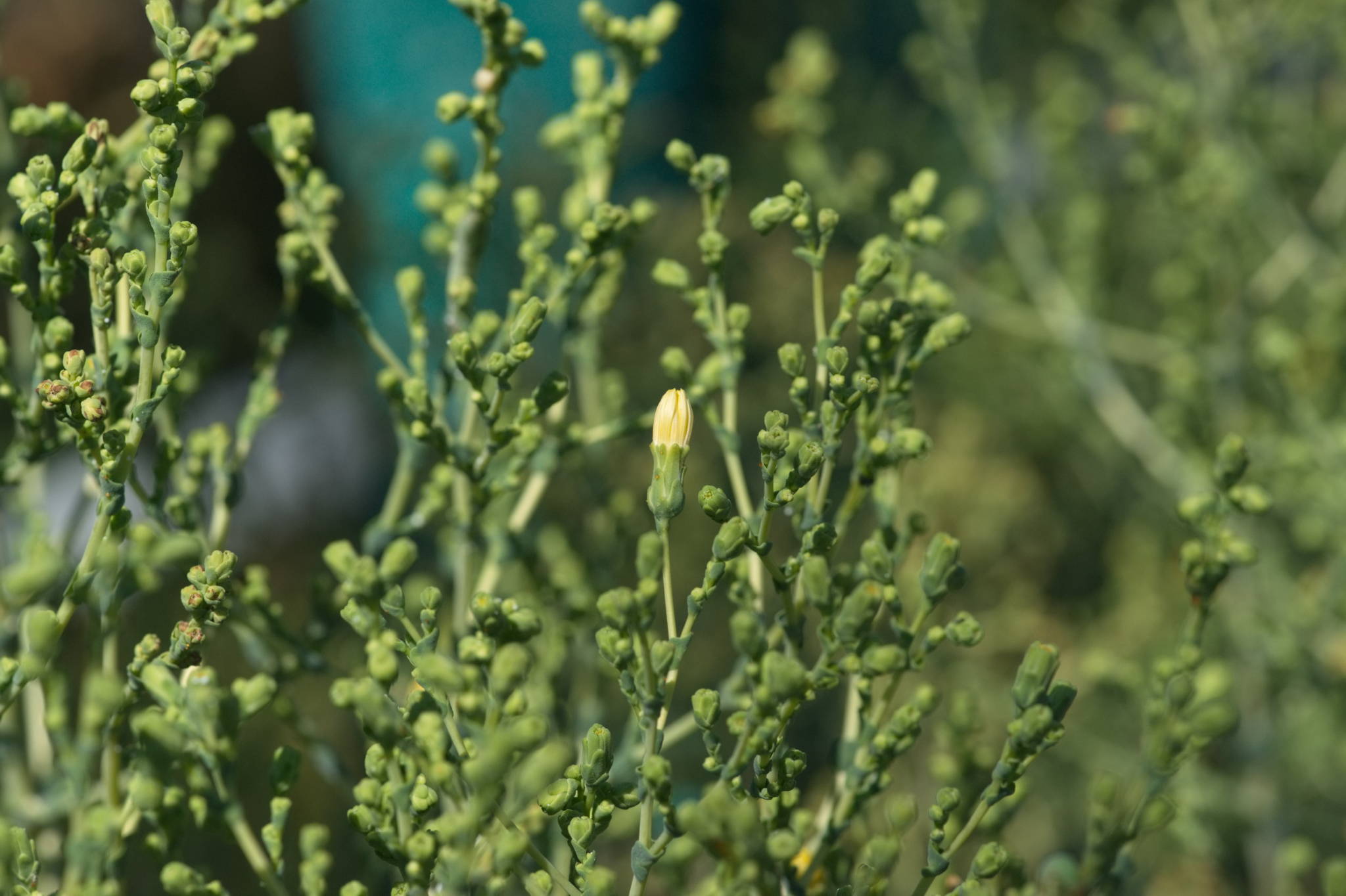 20230707 Urbane PK 073