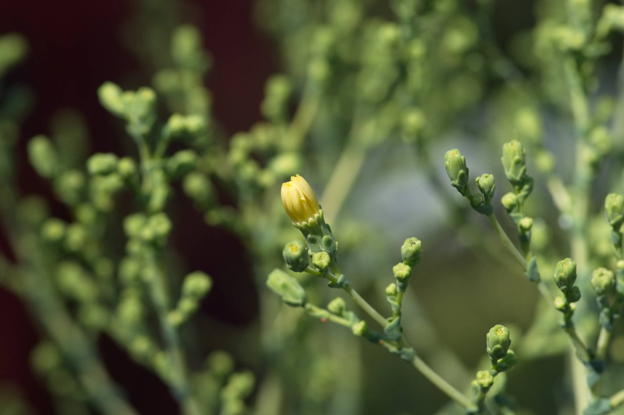 20230707 Urbane PK 074