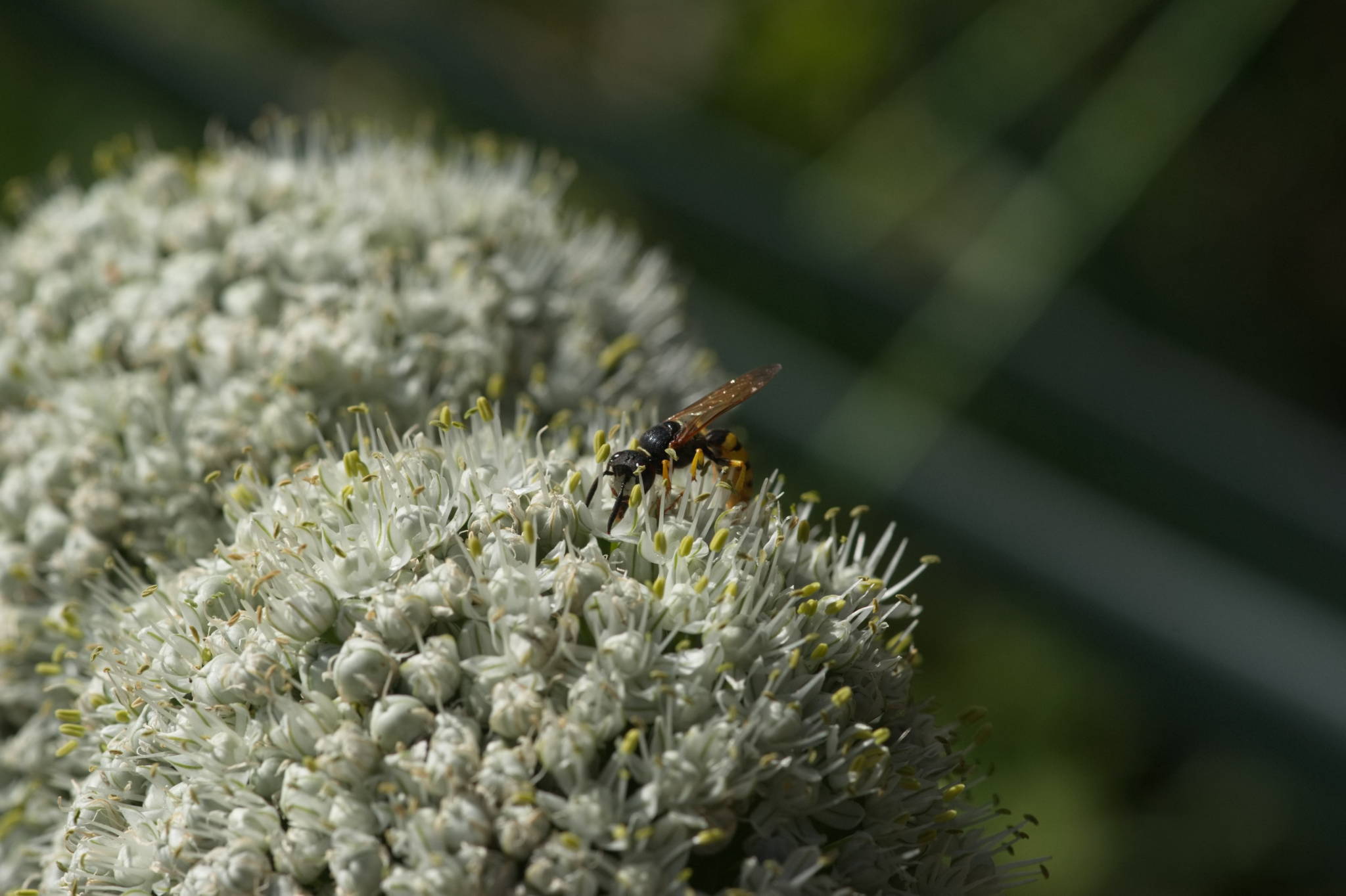 20230707 Urbane PK 078