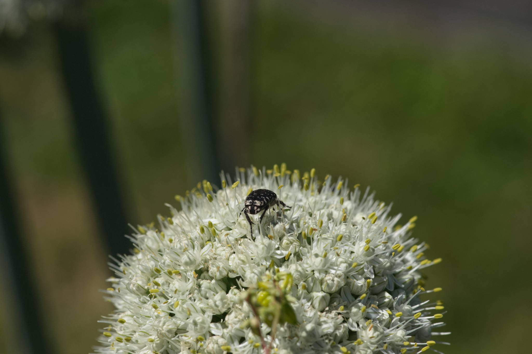 20230707 Urbane PK 080