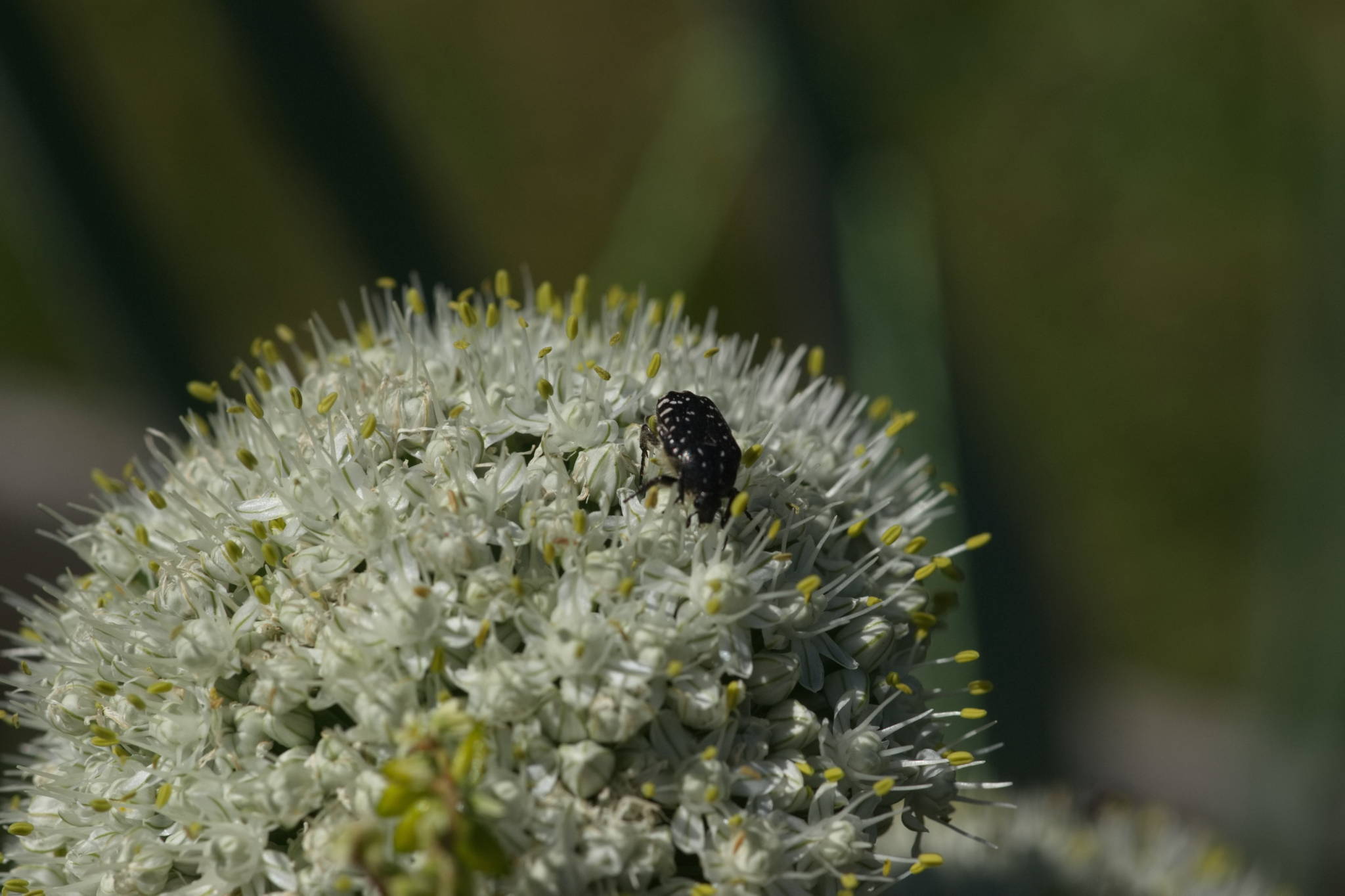 20230707 Urbane PK 083