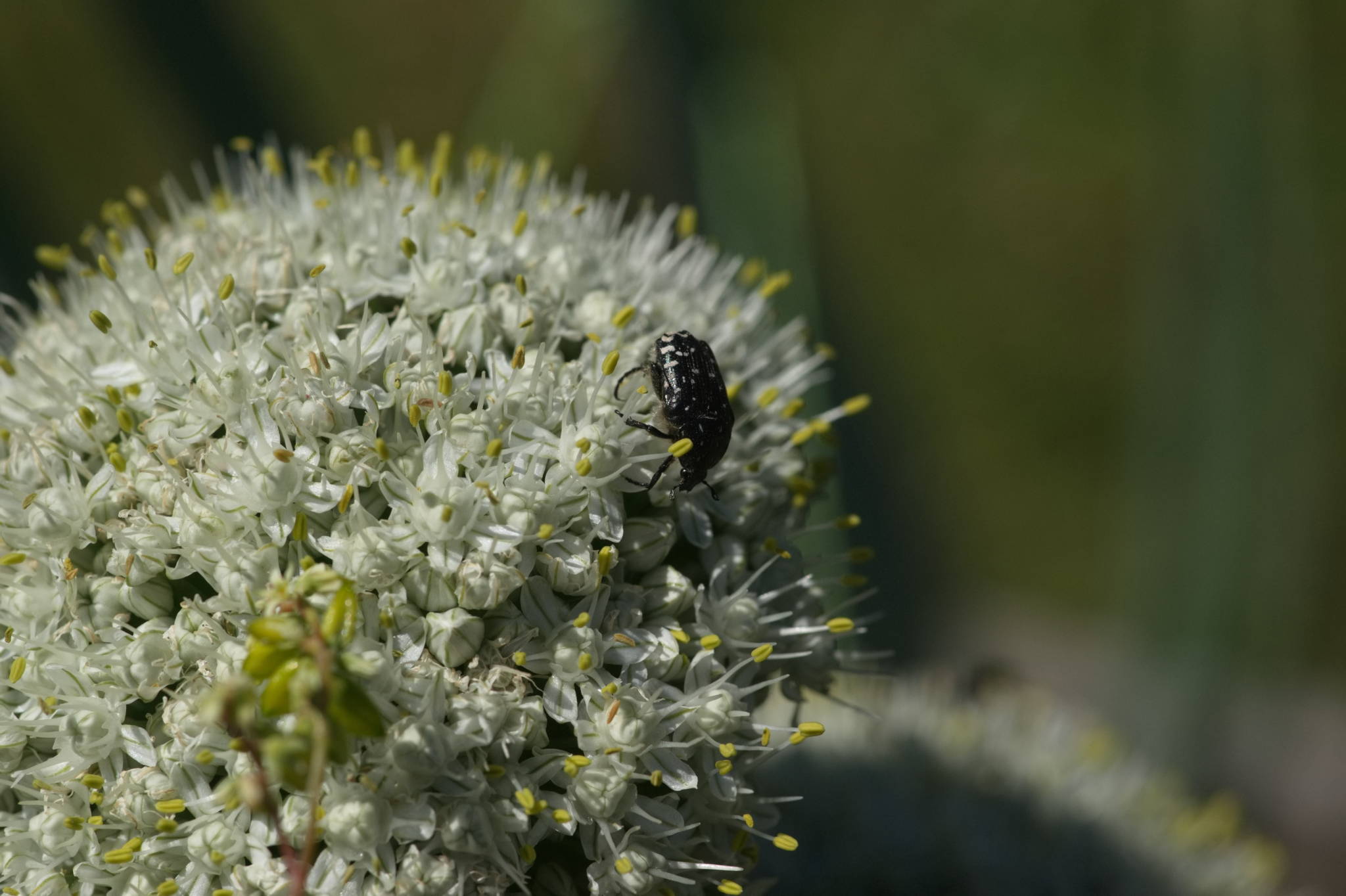 20230707 Urbane PK 084