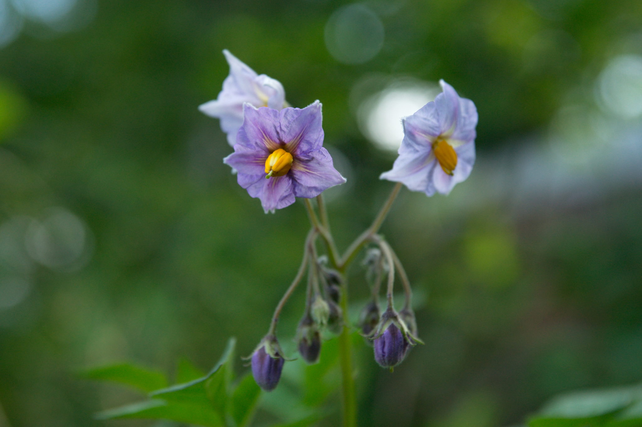 Der heimische Garten.