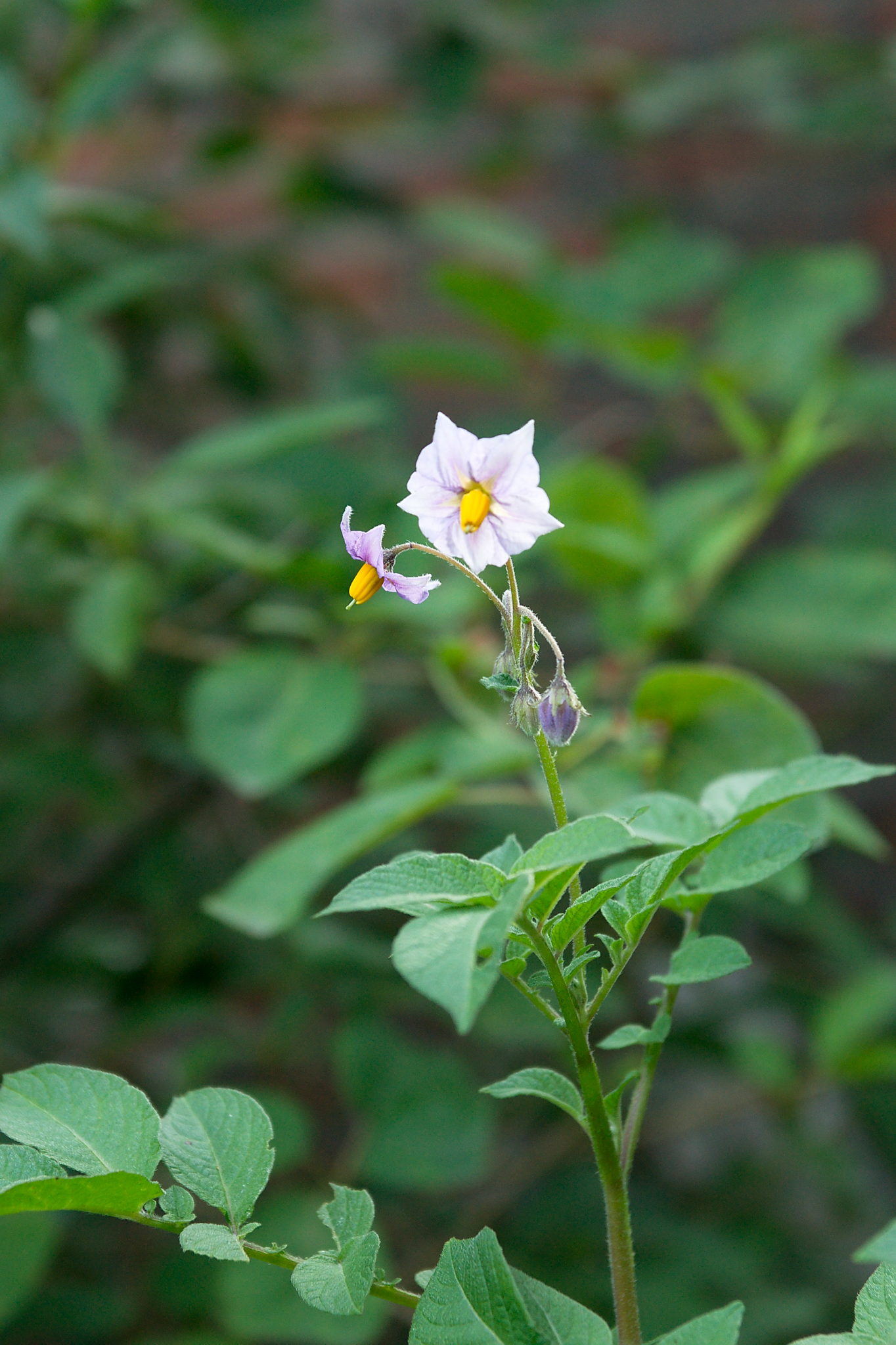 20210722 Bergheide 002