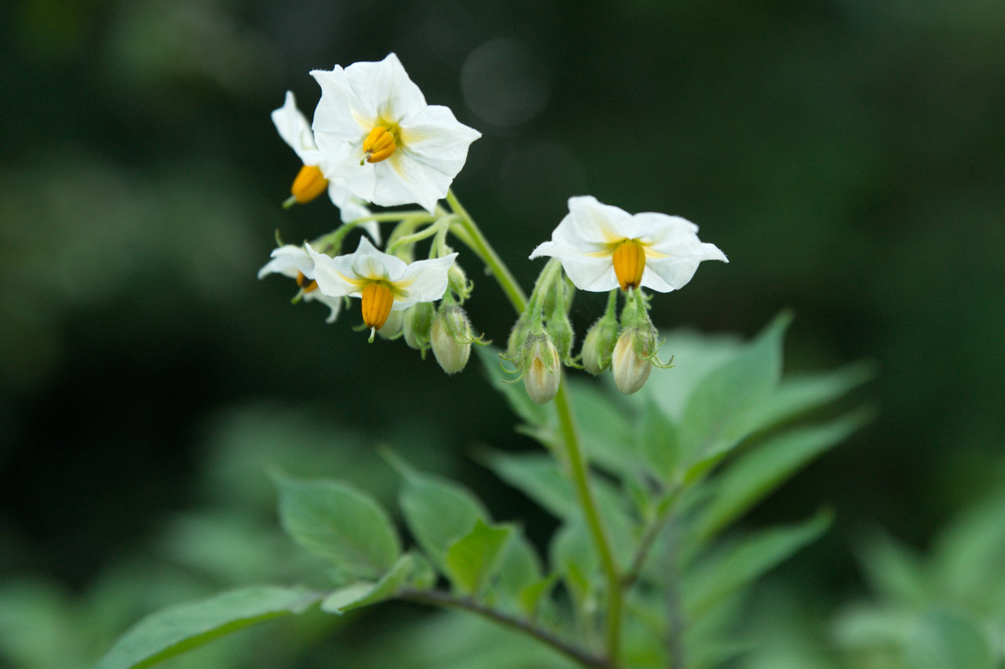 20210722 Bergheide 005