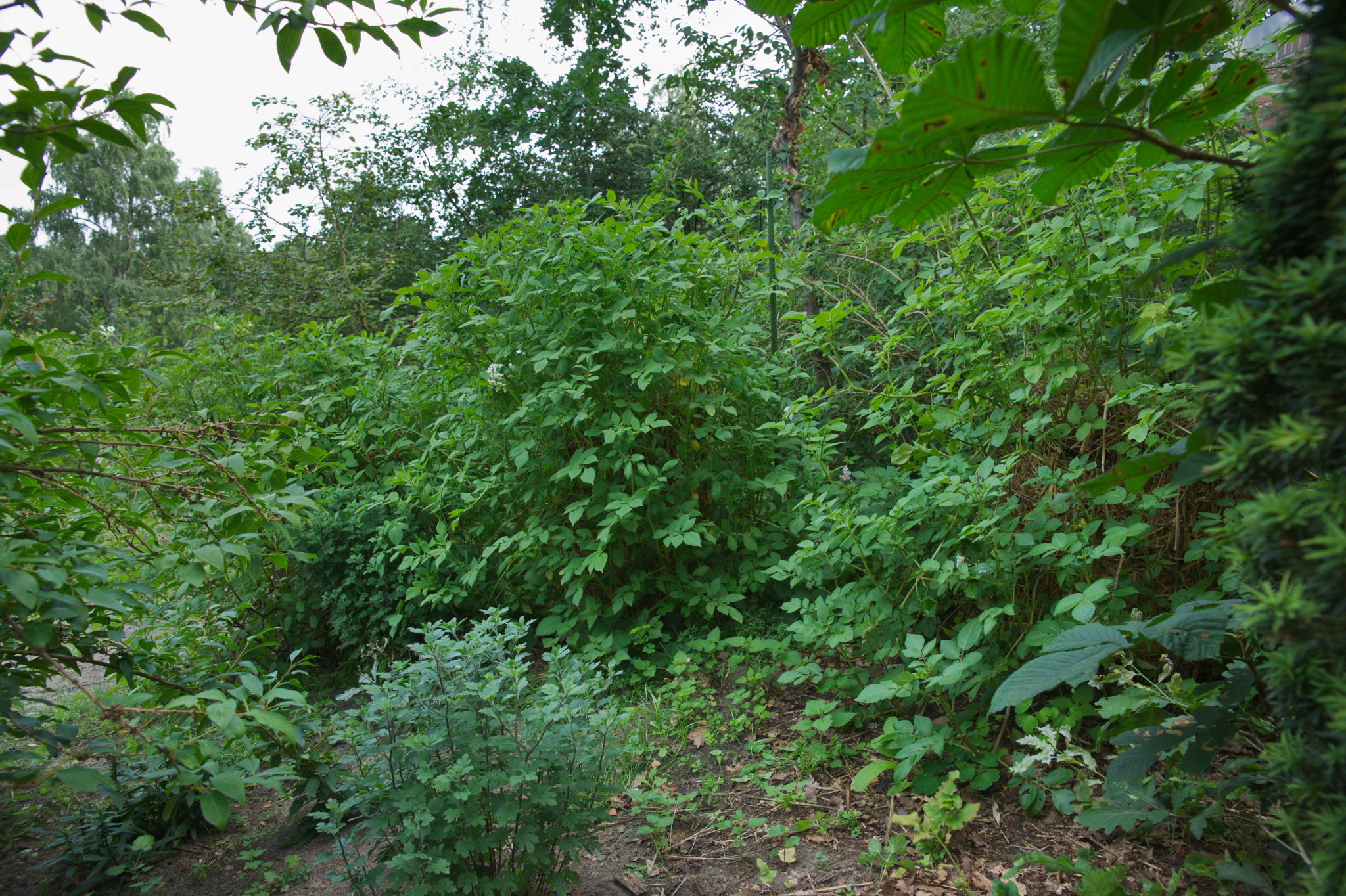 20210722 Bergheide 006