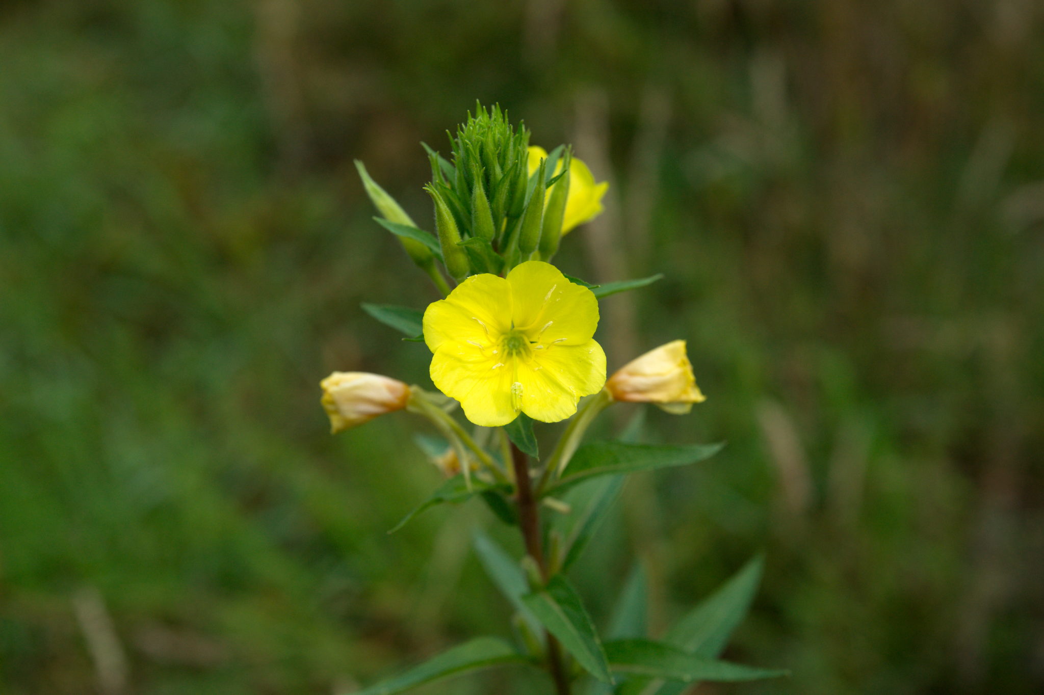 20210722 Bergheide 008