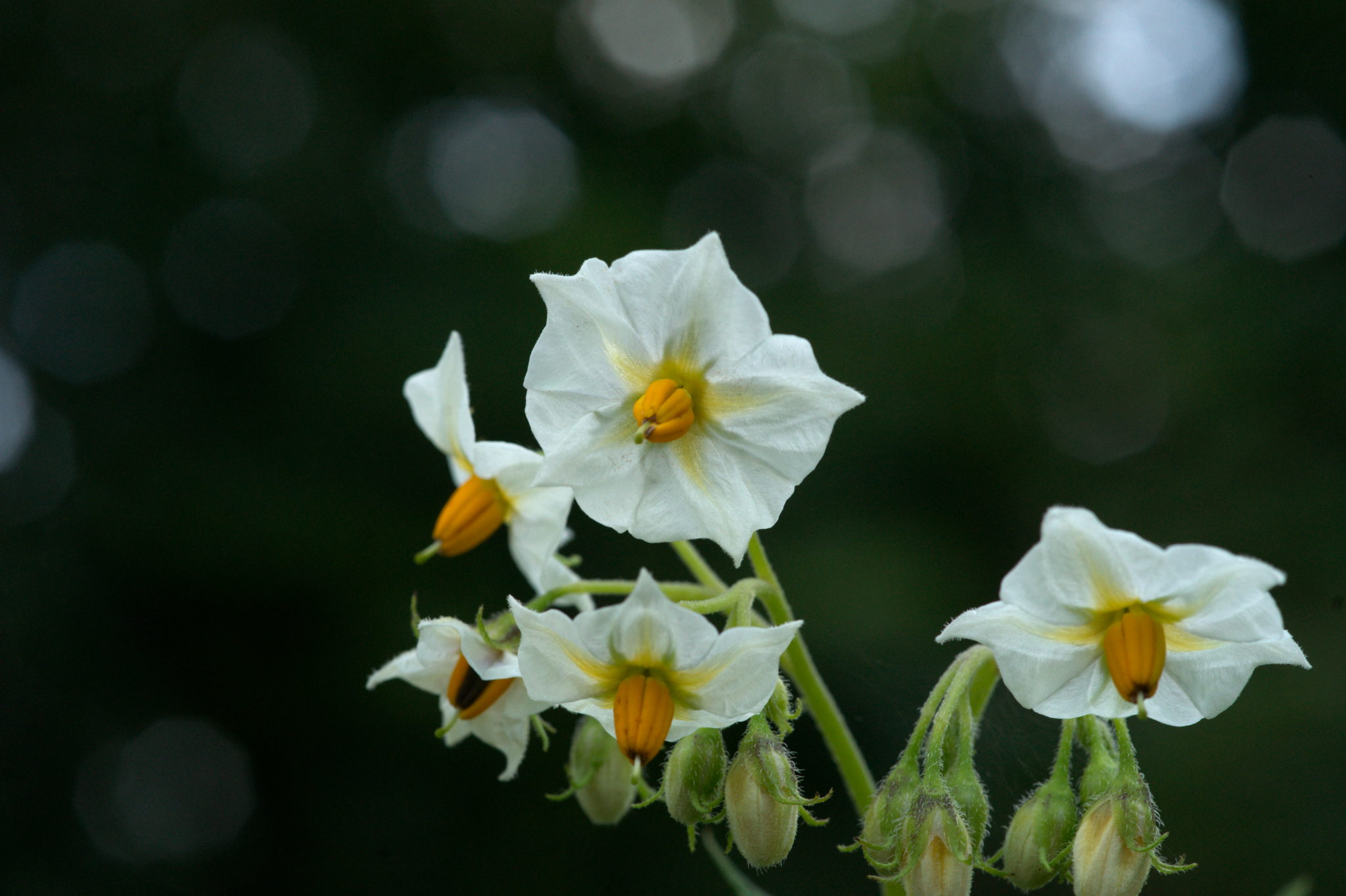 20210722 Bergheide 018