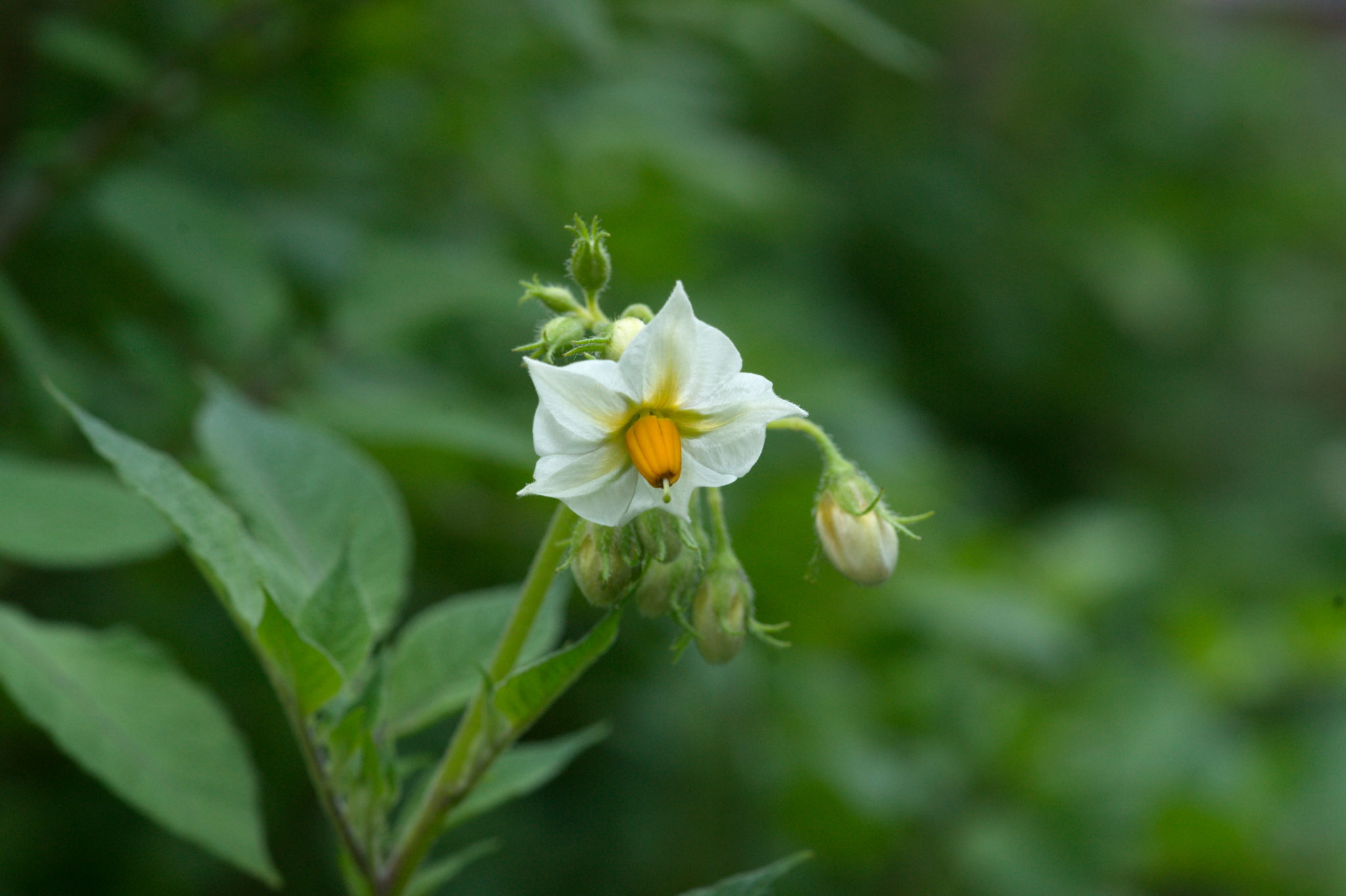 20210722 Bergheide 022