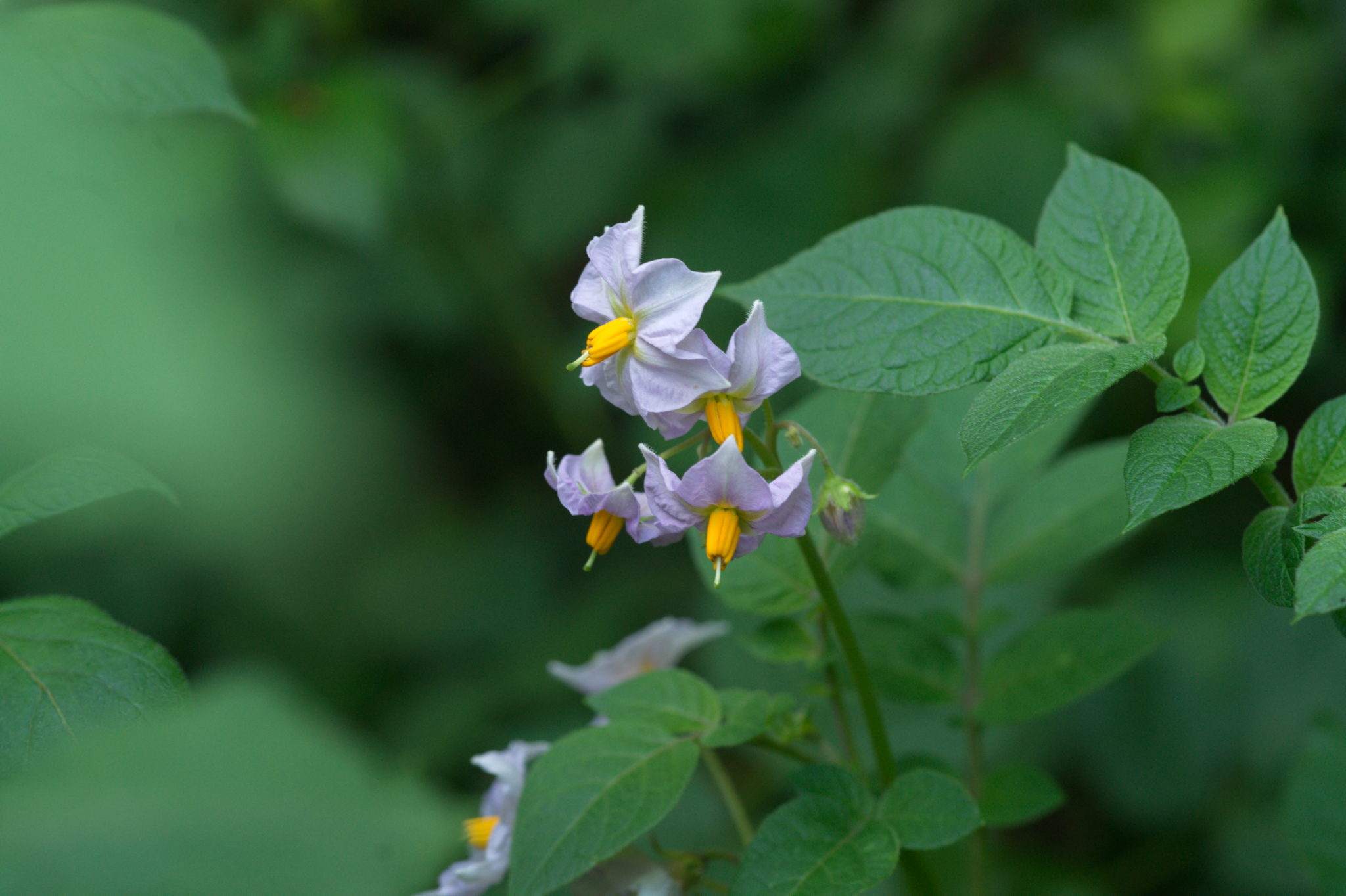 20210722 Bergheide 023