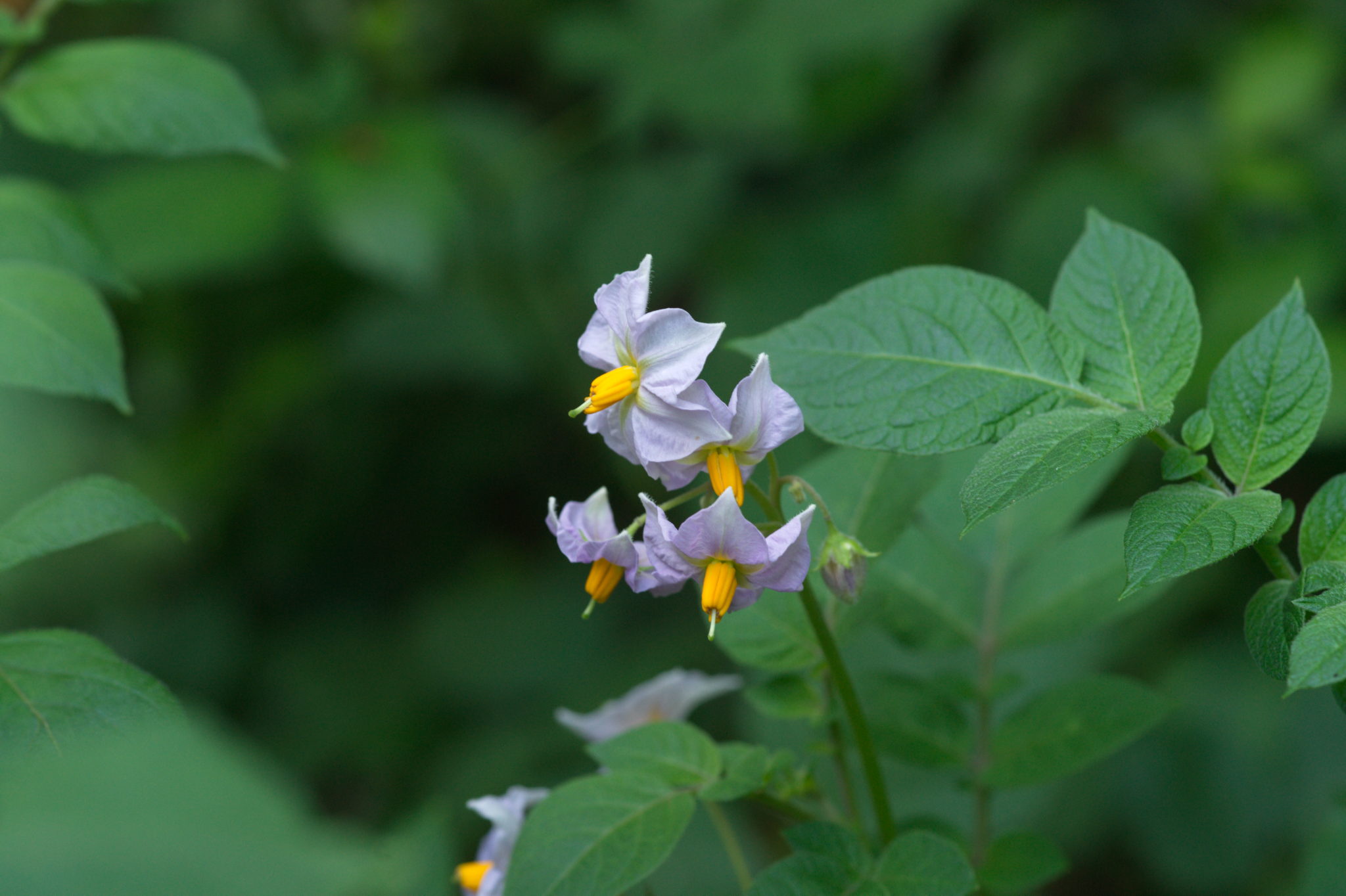 20210722 Bergheide 024