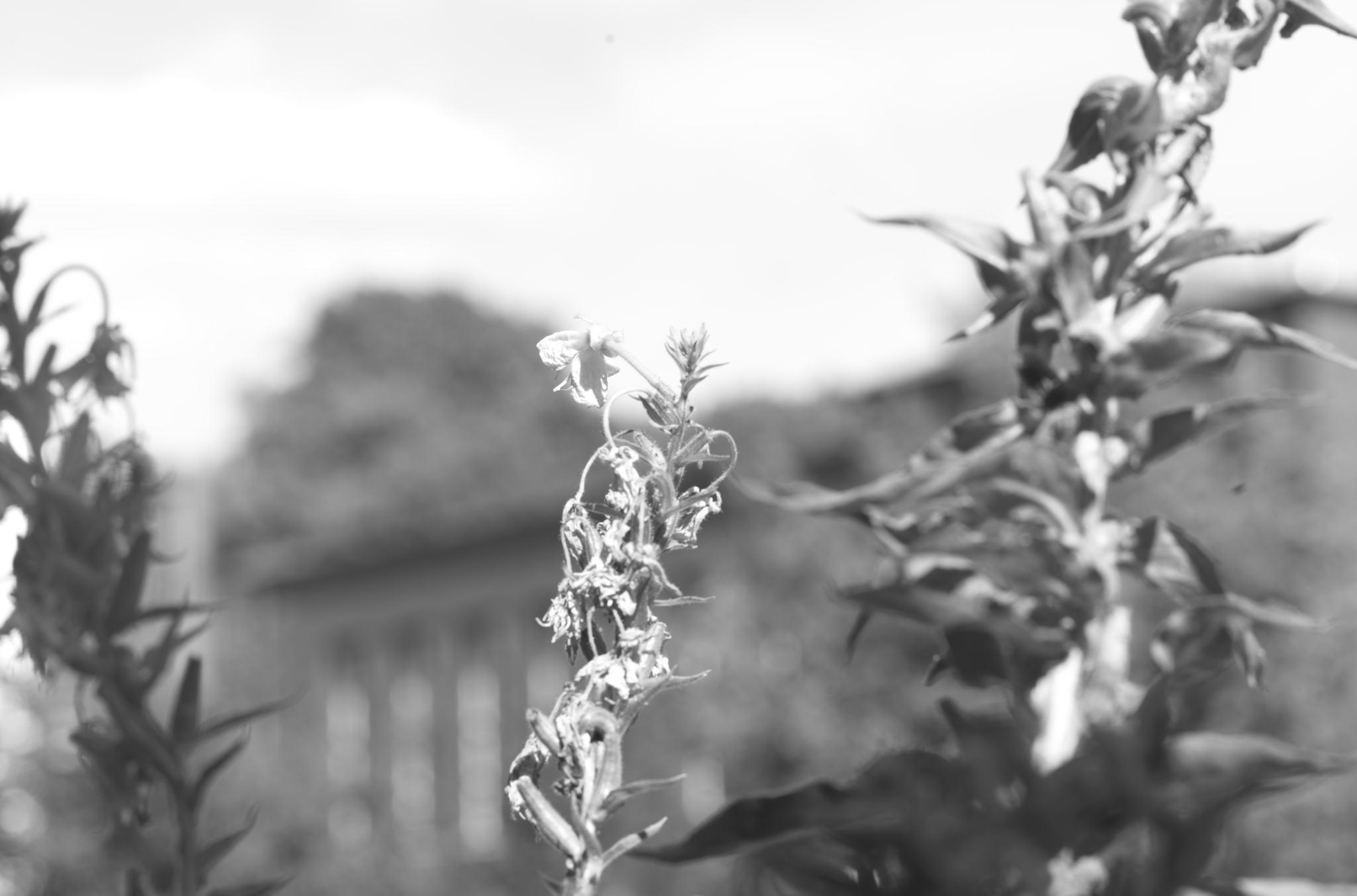 20220803 Gruen(t)raum Heimfeld 01