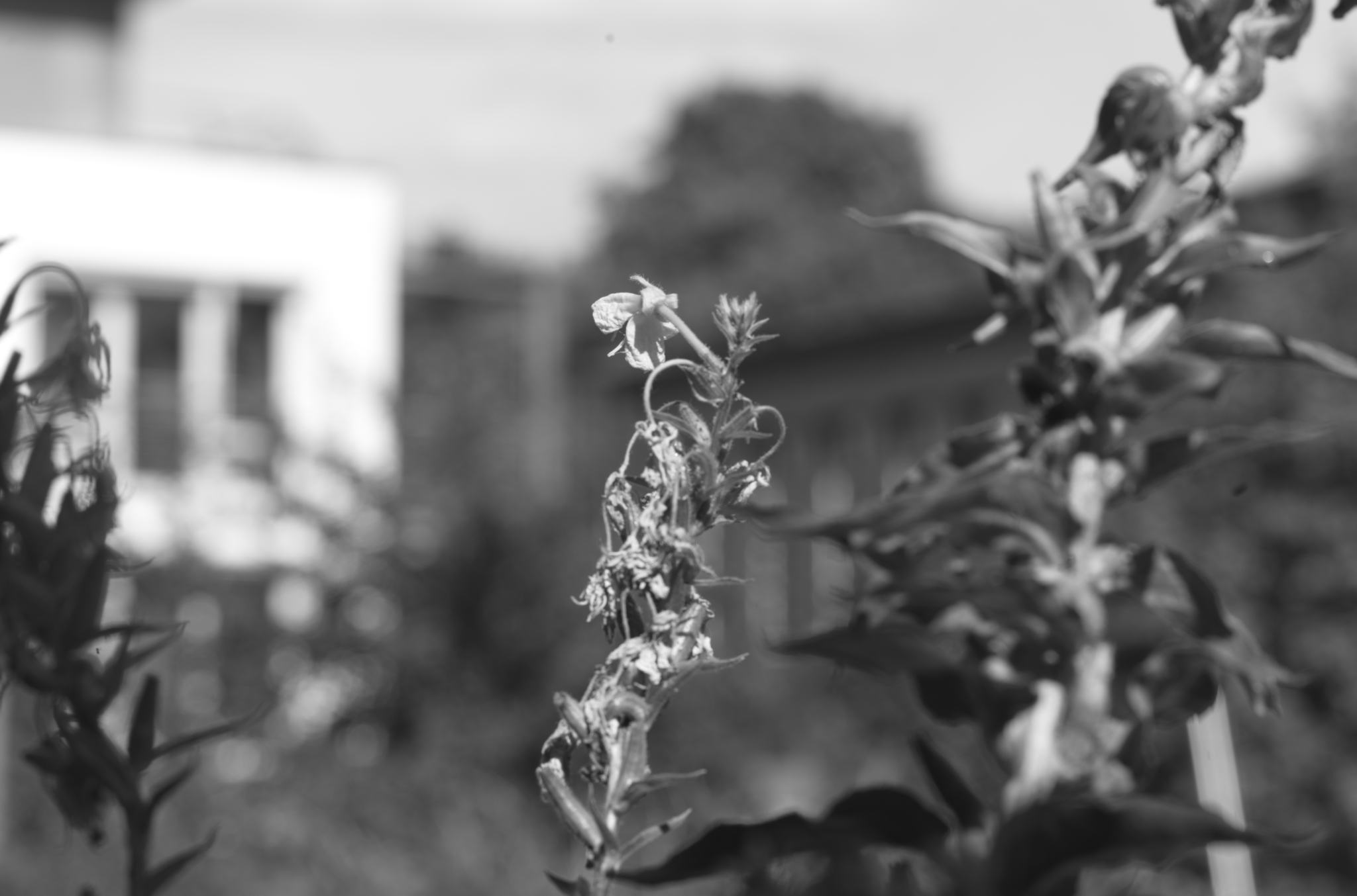 20220803 Gruen(t)raum Heimfeld 02