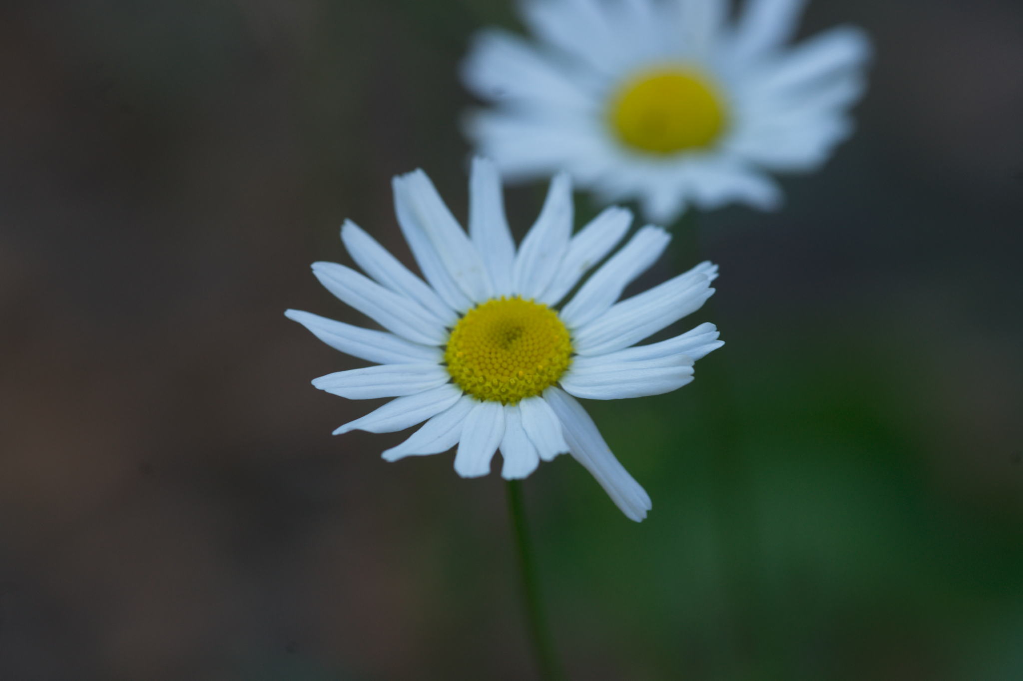 20220803 Gruen(t)raum Heimfeld 07