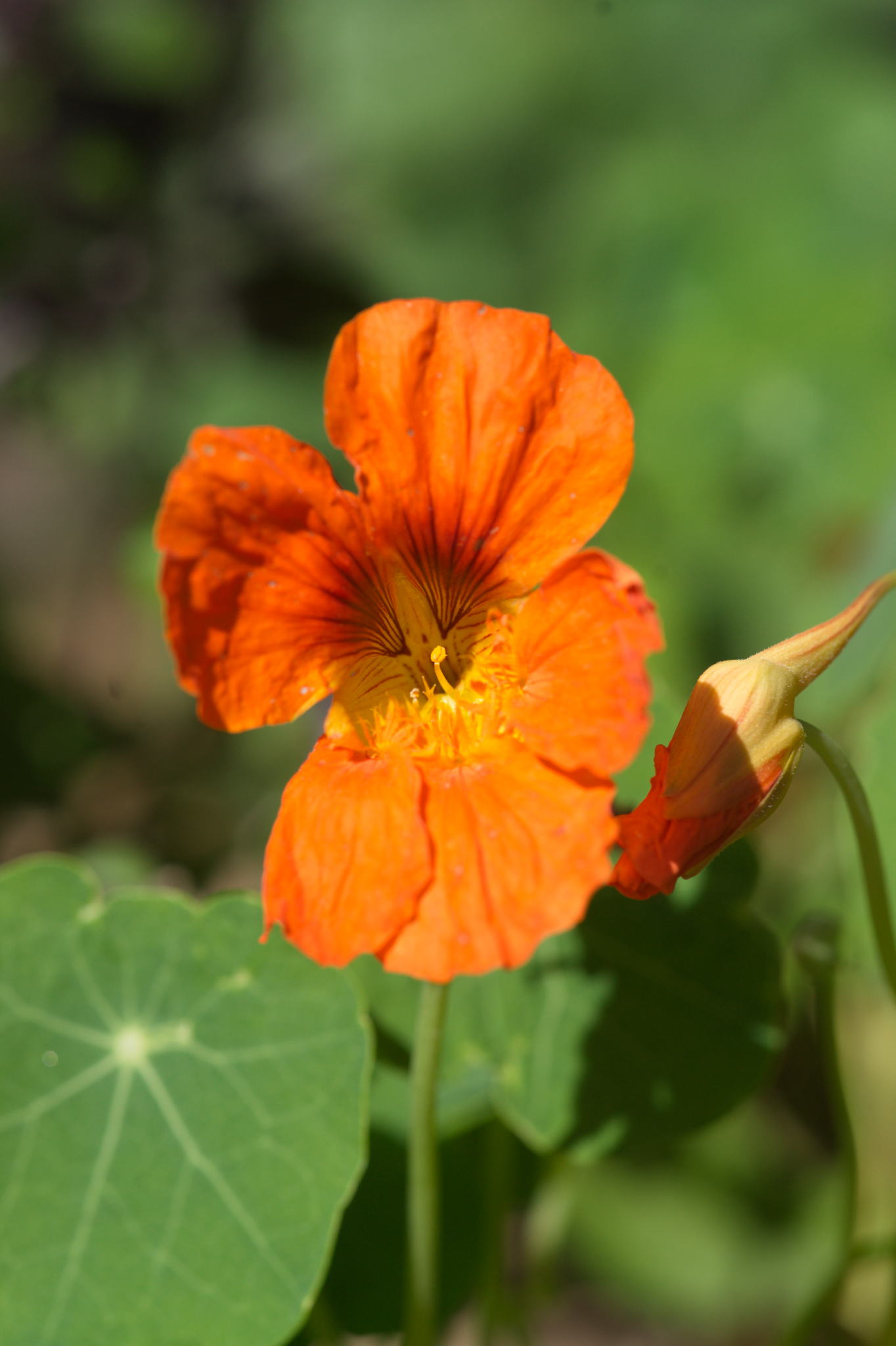 20220803 Gruen(t)raum Heimfeld 09