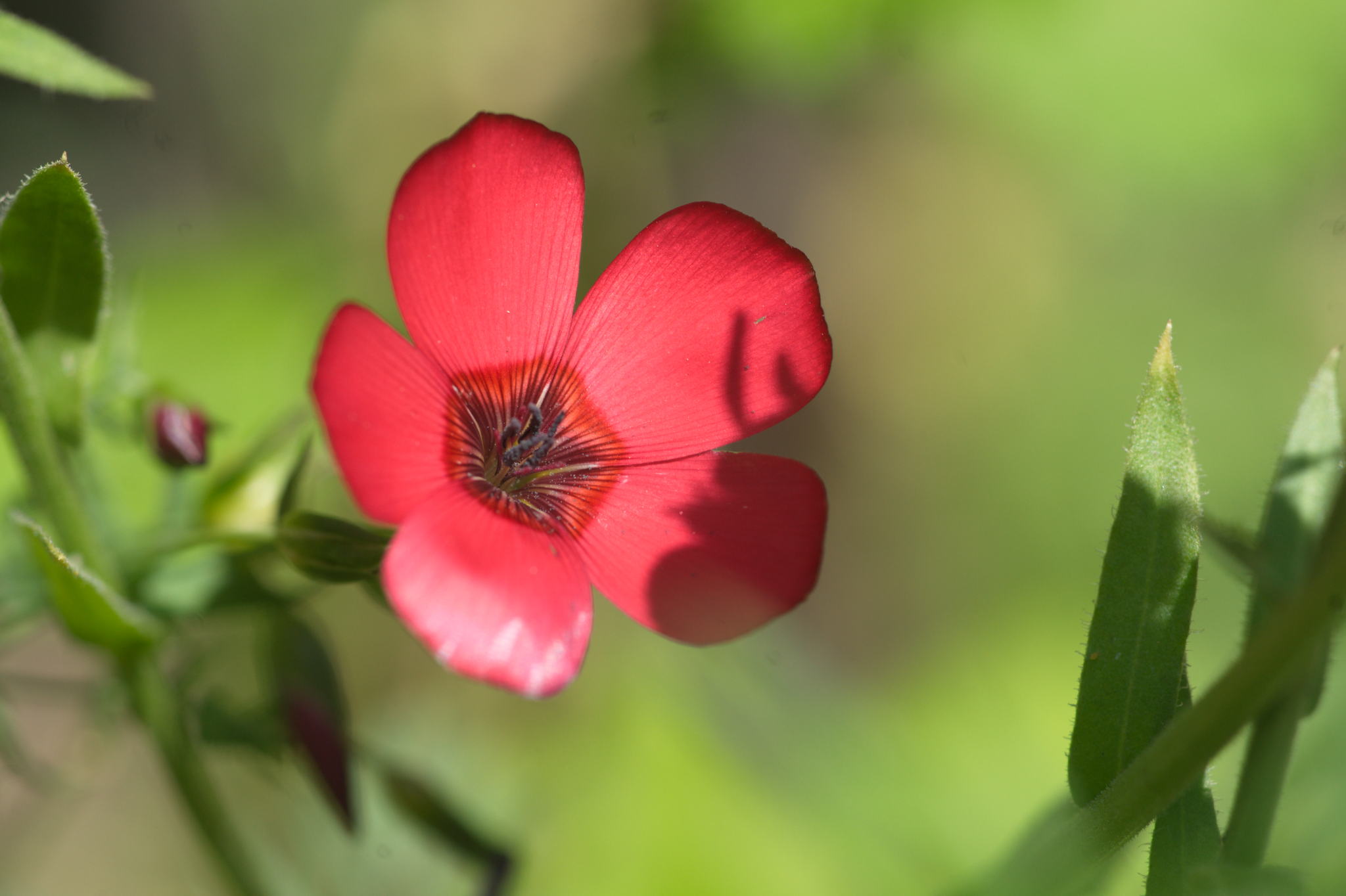 20220803 Gruen(t)raum Heimfeld 12 1