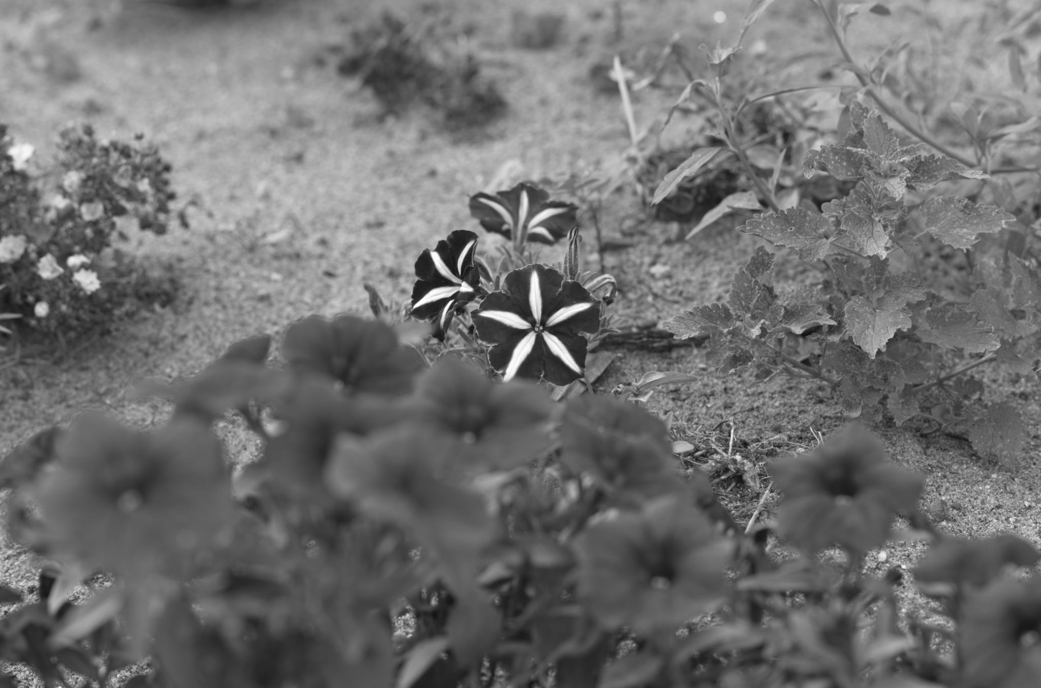 20220803 Gruen(t)raum Heimfeld 13