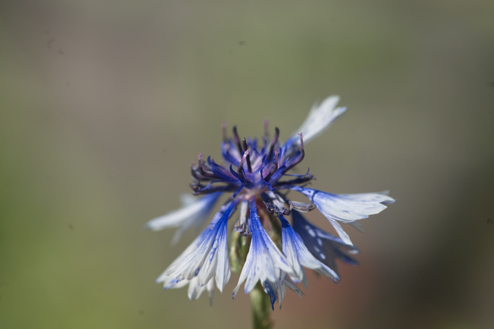 20220803 Gruen(t)raum Heimfeld 13 1